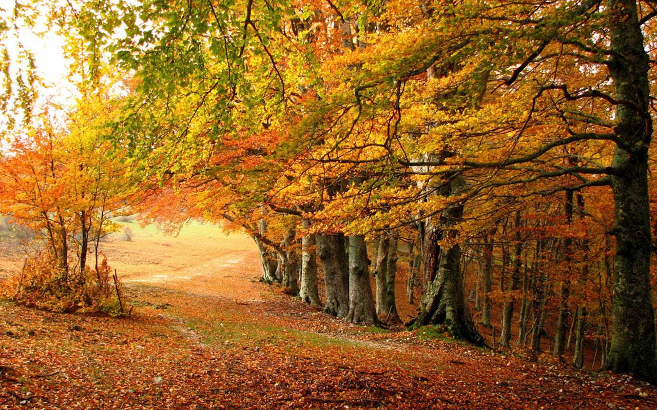 Autumn deciduous forest beauty wallpaper 11 － Landscape