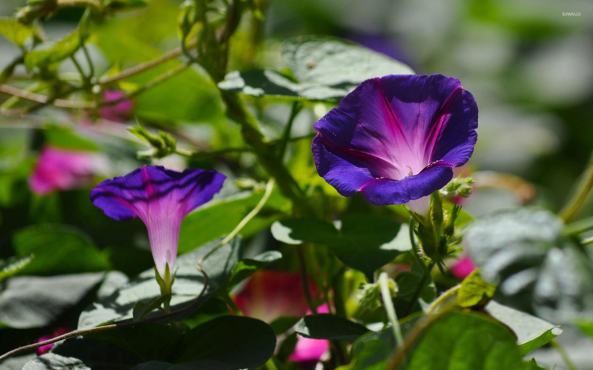 Morning Glory Wallpapers - Wallpaper Cave