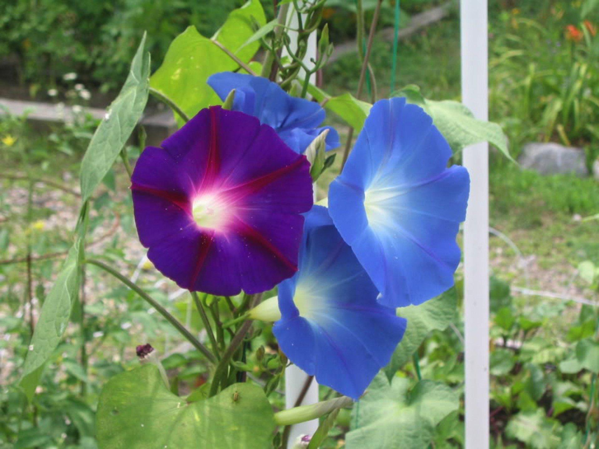 Morning Glory Wallpapers - Wallpaper Cave