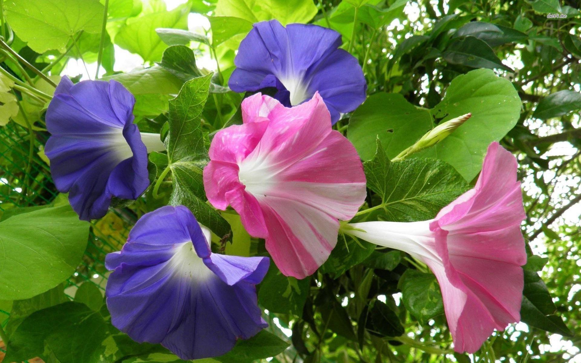 Pink and blue morning glory wallpaper wallpaper
