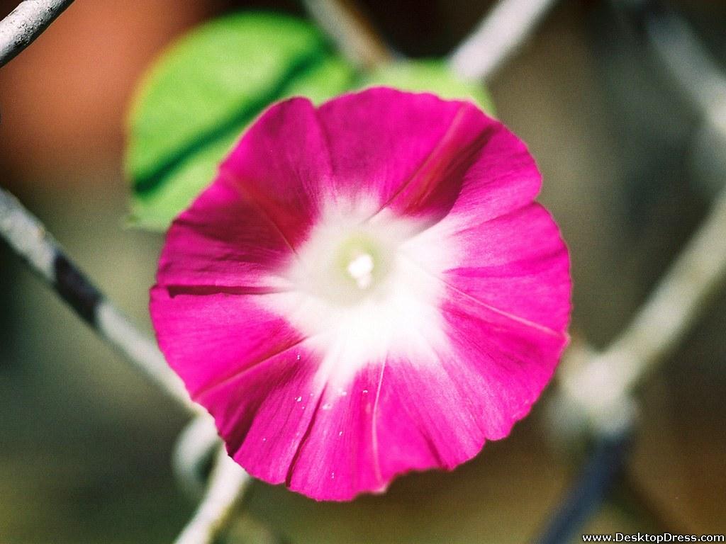 Desktop Wallpaper Flowers Background Morning Glory