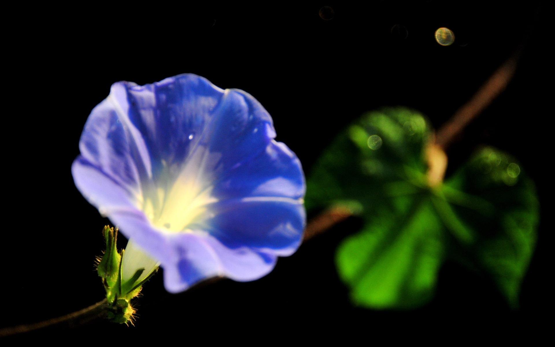 Morning Glory Wallpapers - Wallpaper Cave