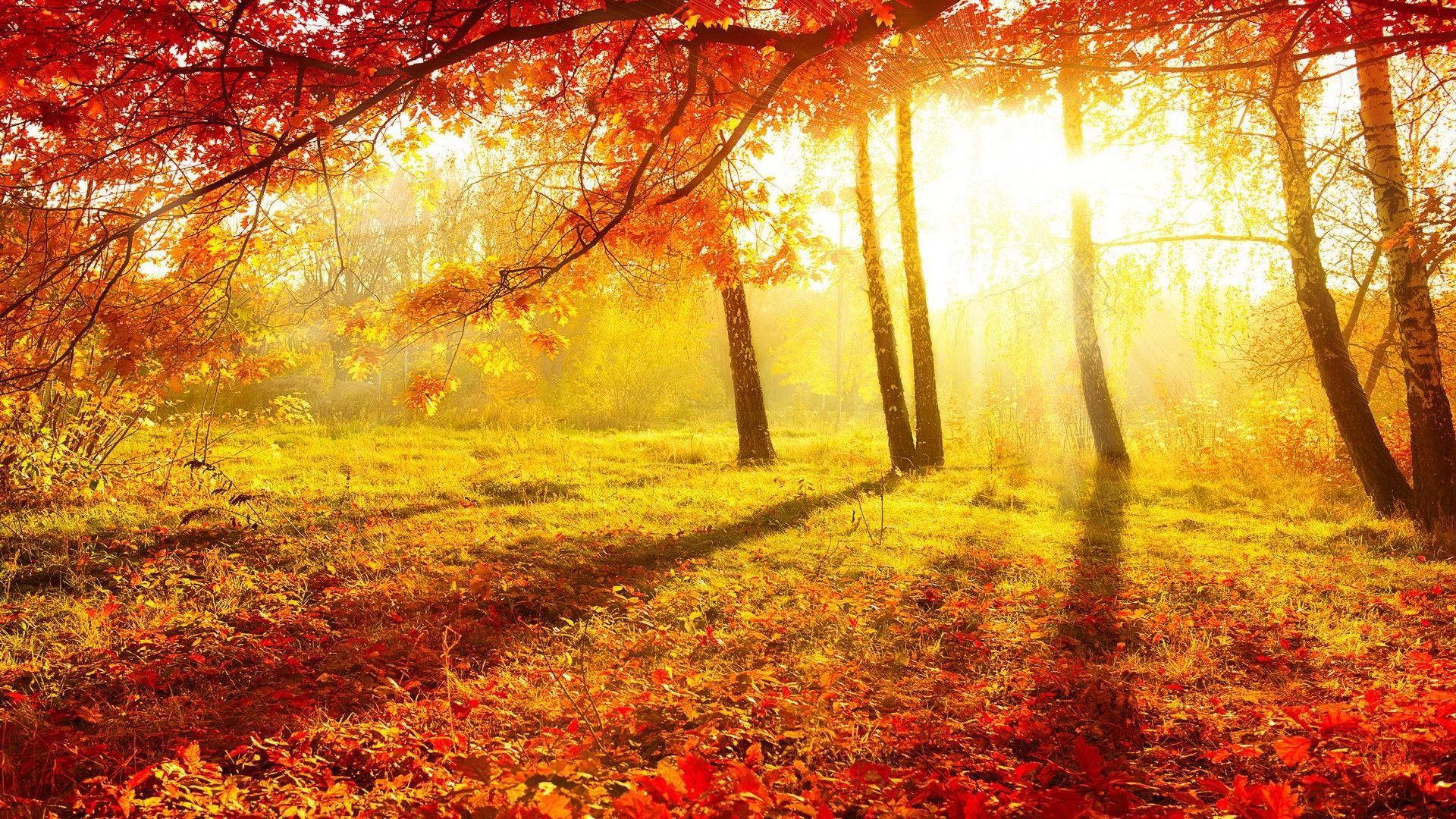 Autumn Morning Wallpapers - Wallpaper Cave