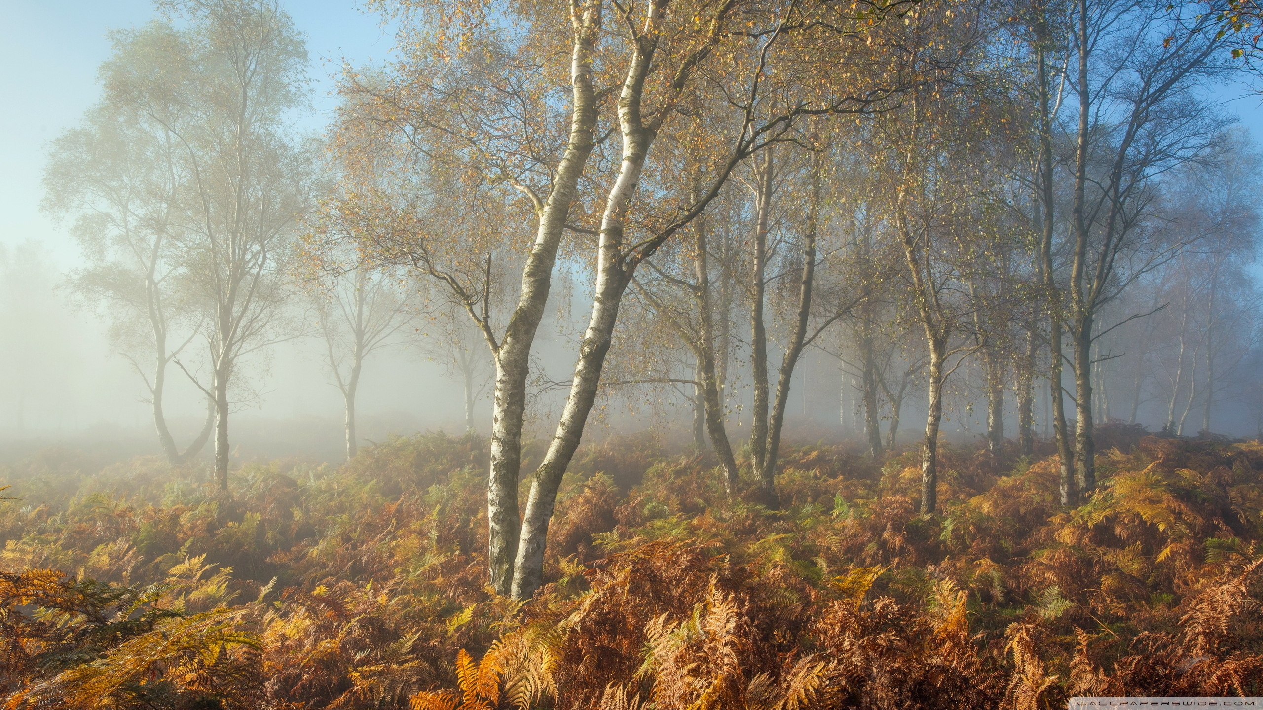 Misty Autumn Morning ❤ 4K HD Desktop Wallpaper for 4K Ultra