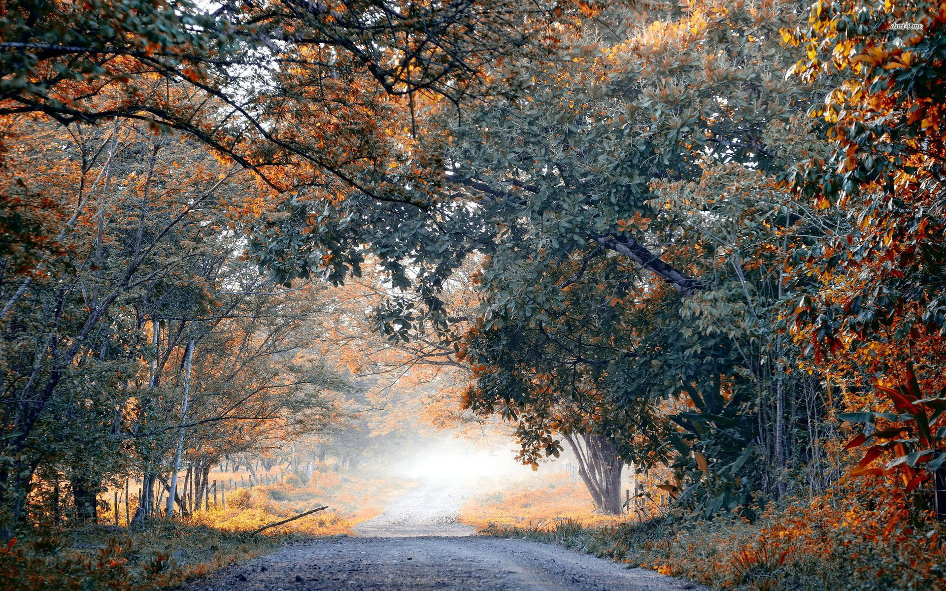 Frosty autumn morning wallpaper wallpaper