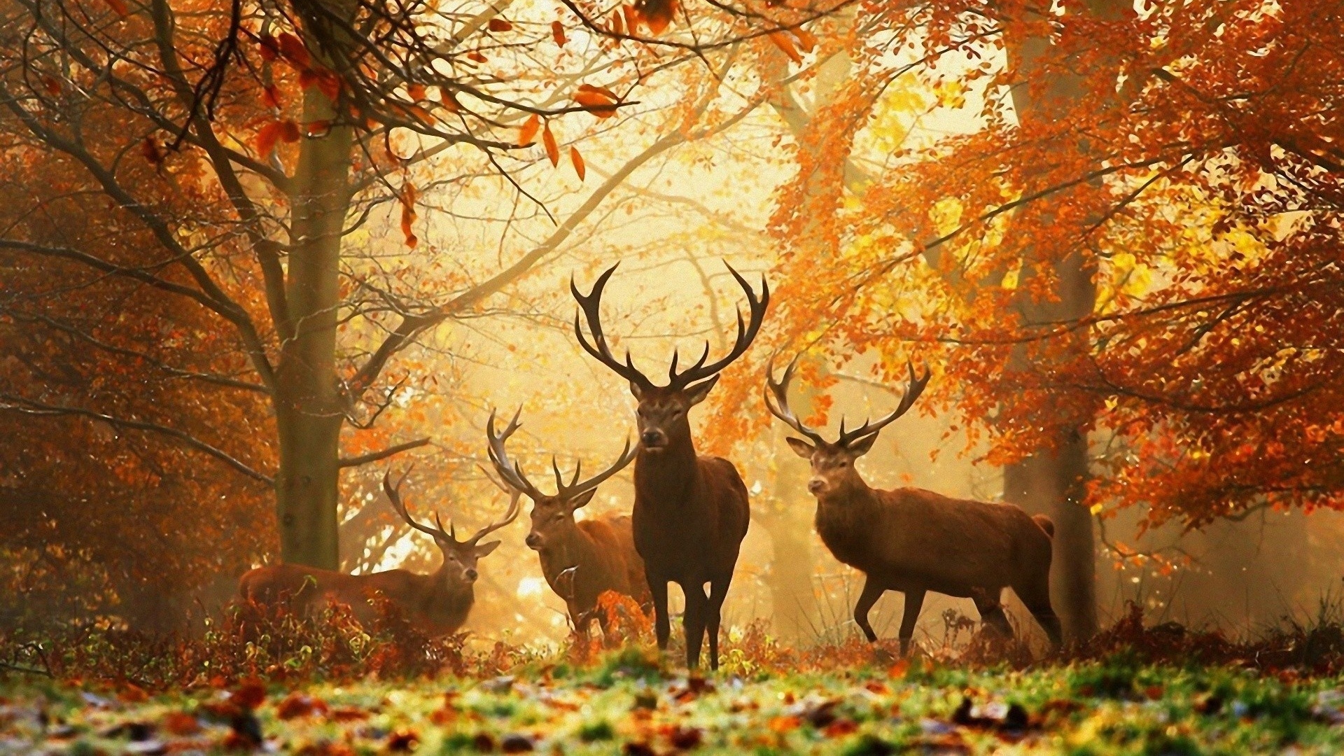 Download 1920x1080 HD Wallpaper deer forest autumn morning