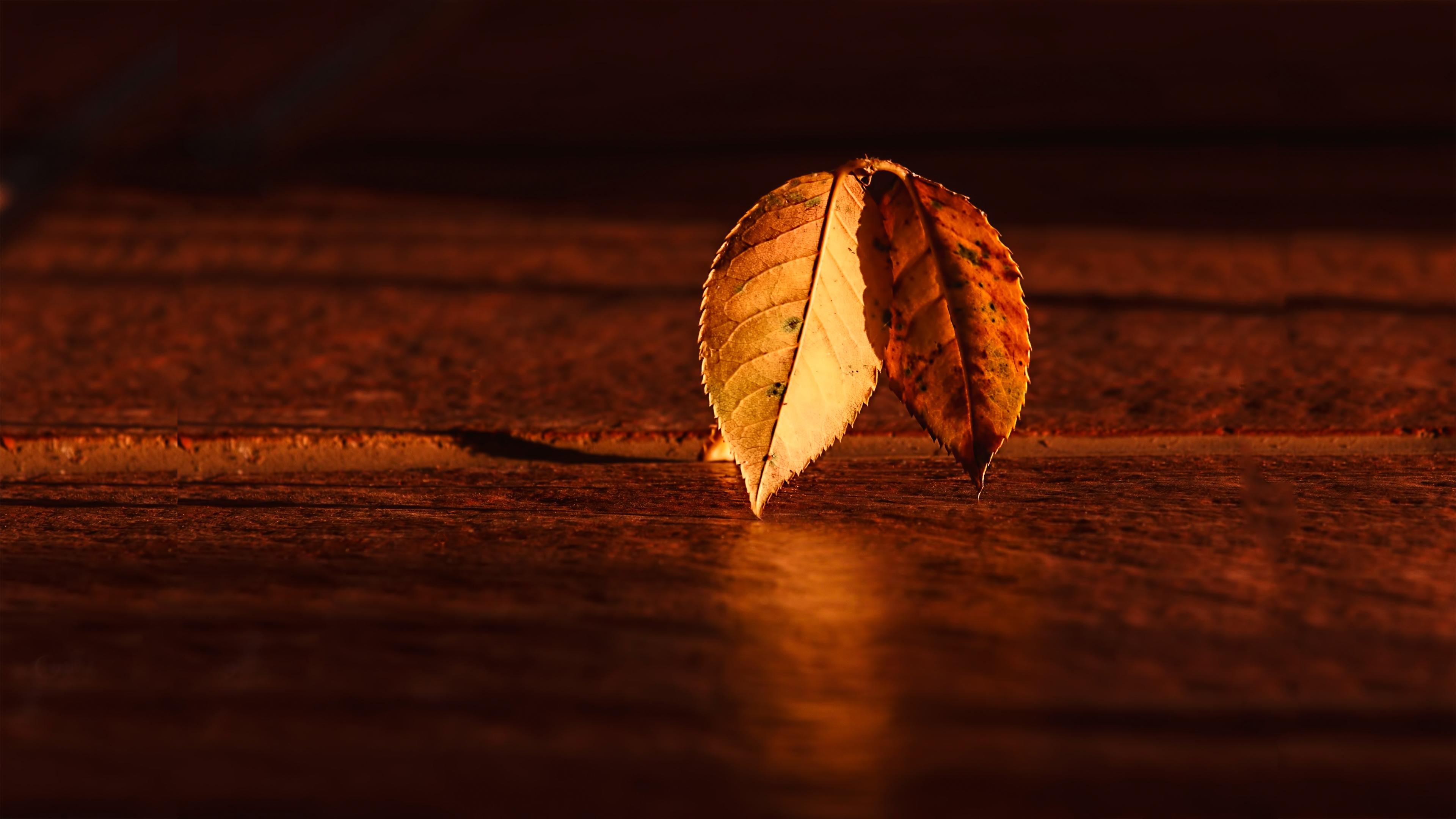 Fall Morning Chromebook Wallpaper