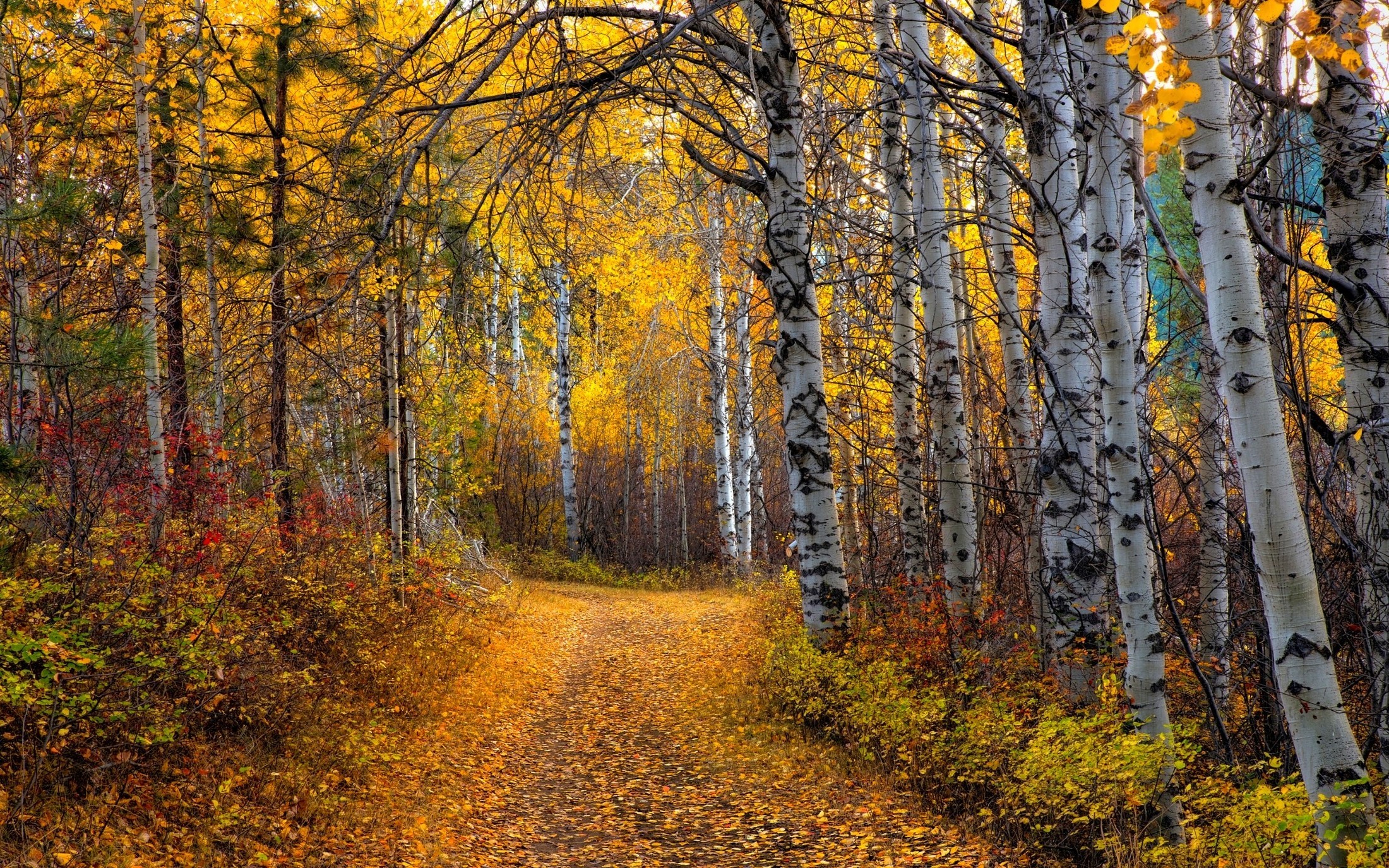 Yellow Aspen Trees Forest Wallpapers Wallpaper Cave