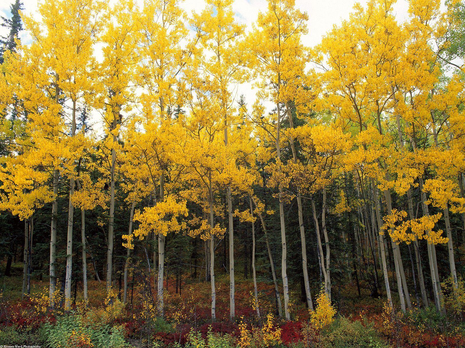 Yellow Forest. Nature. Autumn forest, Alaska wallpaper