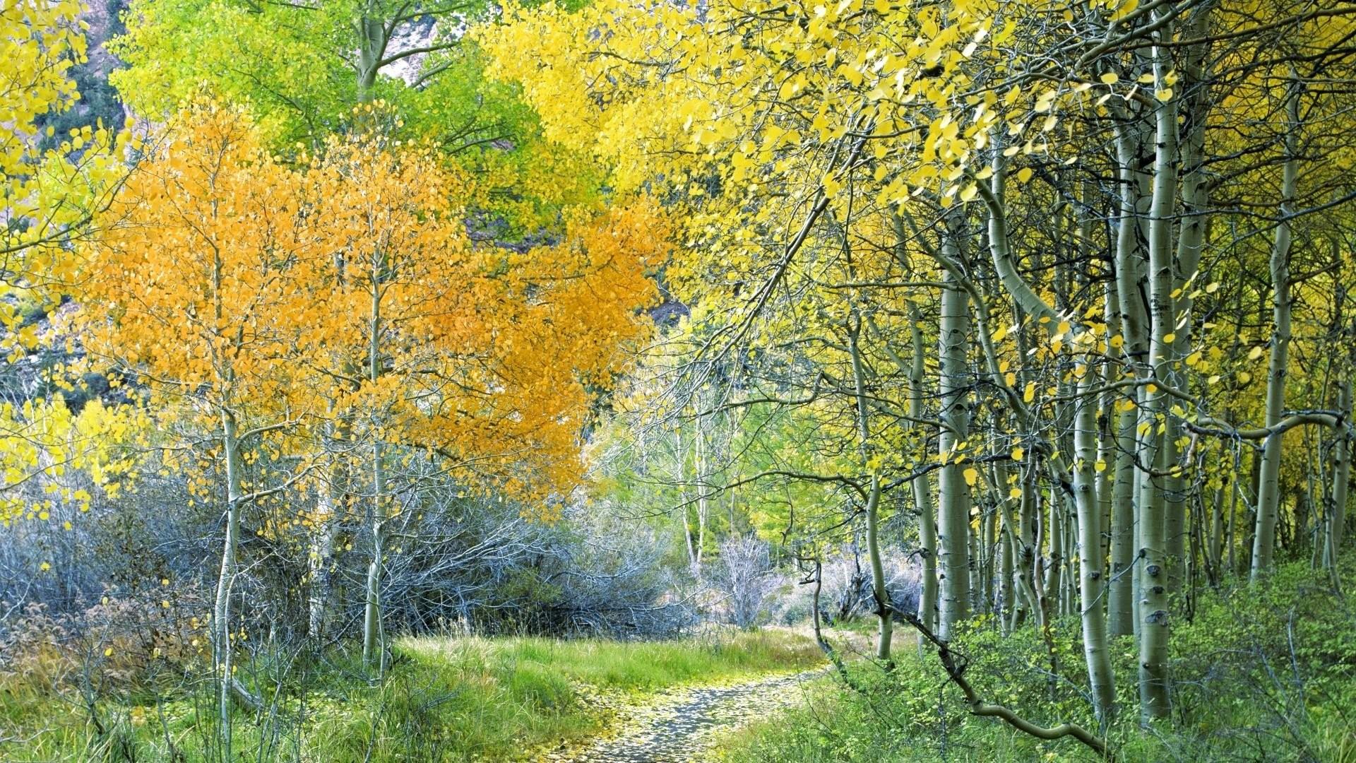 Yellow Aspen Trees Forest Wallpapers - Wallpaper Cave