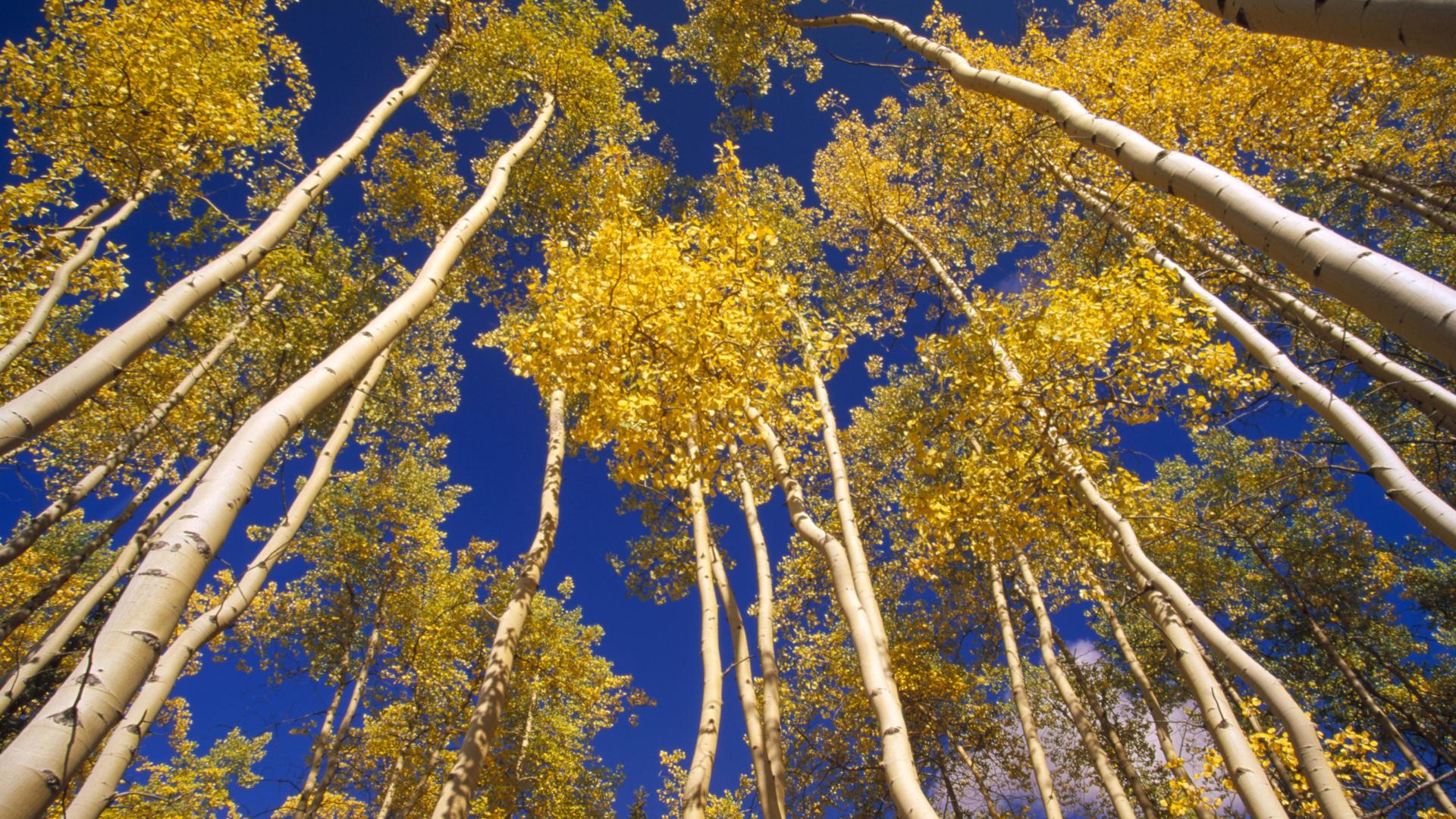 907 Aspen Tree Wallpaper Stock Photos HighRes Pictures and Images   Getty Images