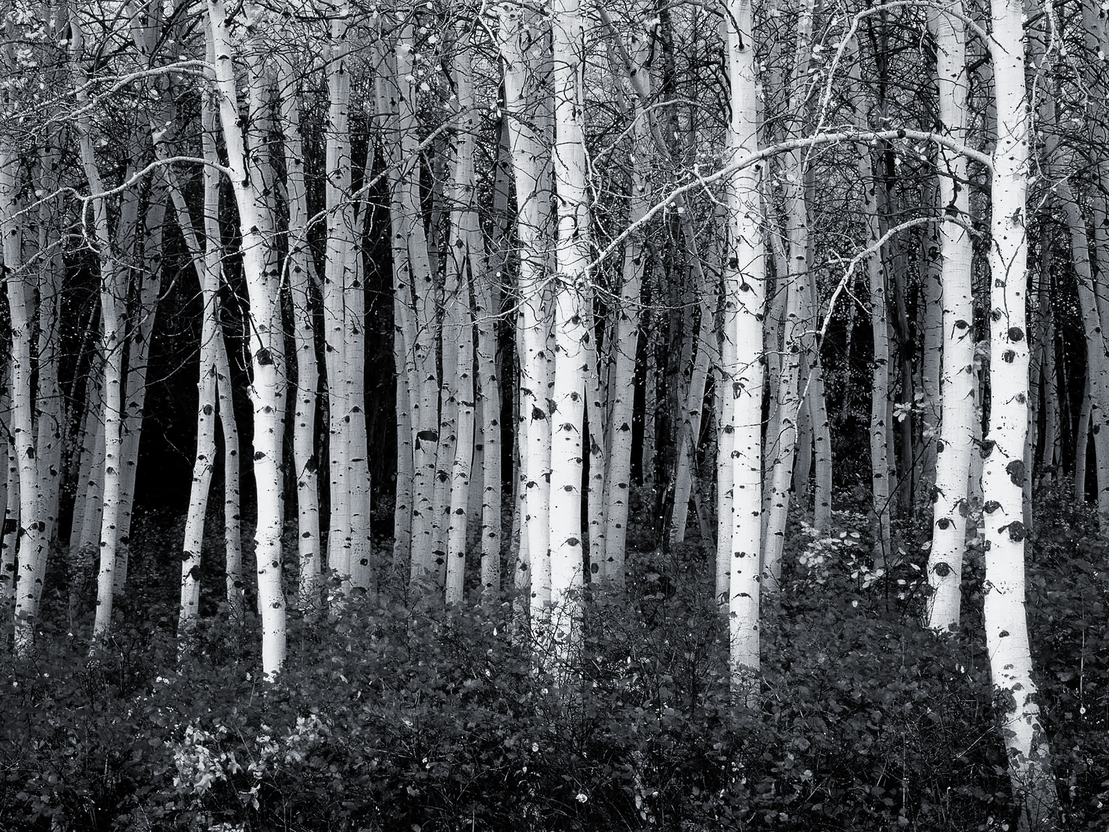 Yellow Aspen Trees Forest Wallpapers Wallpaper Cave
