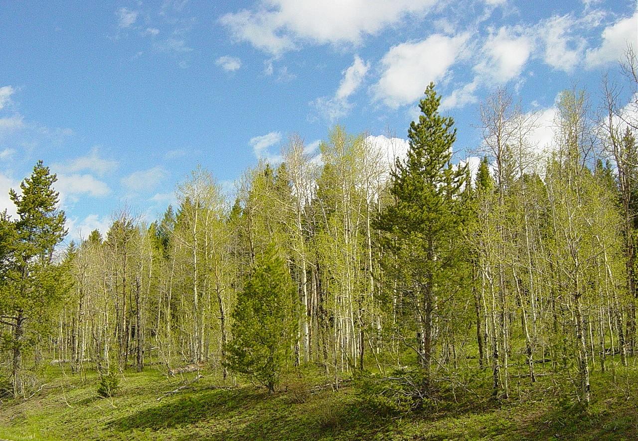 Aspen tree grove in Shoshone National