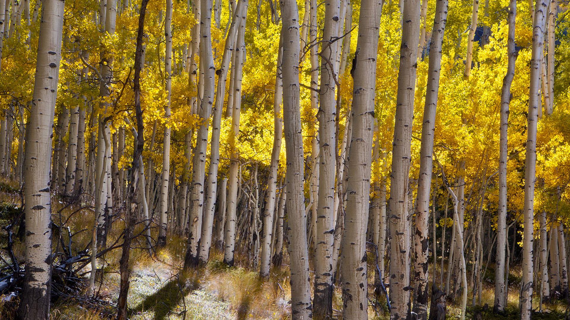 Autumn Yellow Of Aspen Trees National Forest Gunnison Near