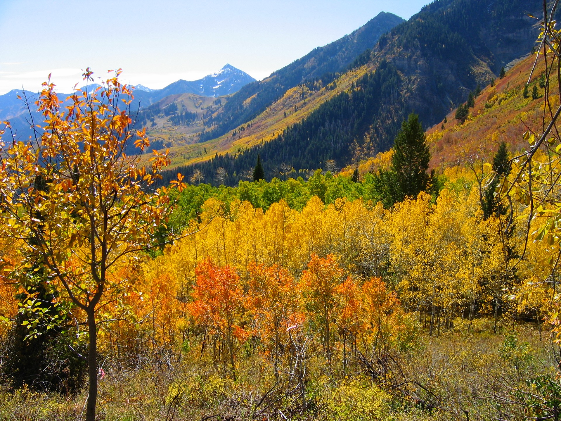 Yellow Aspen Trees Forest Wallpapers Wallpaper Cave