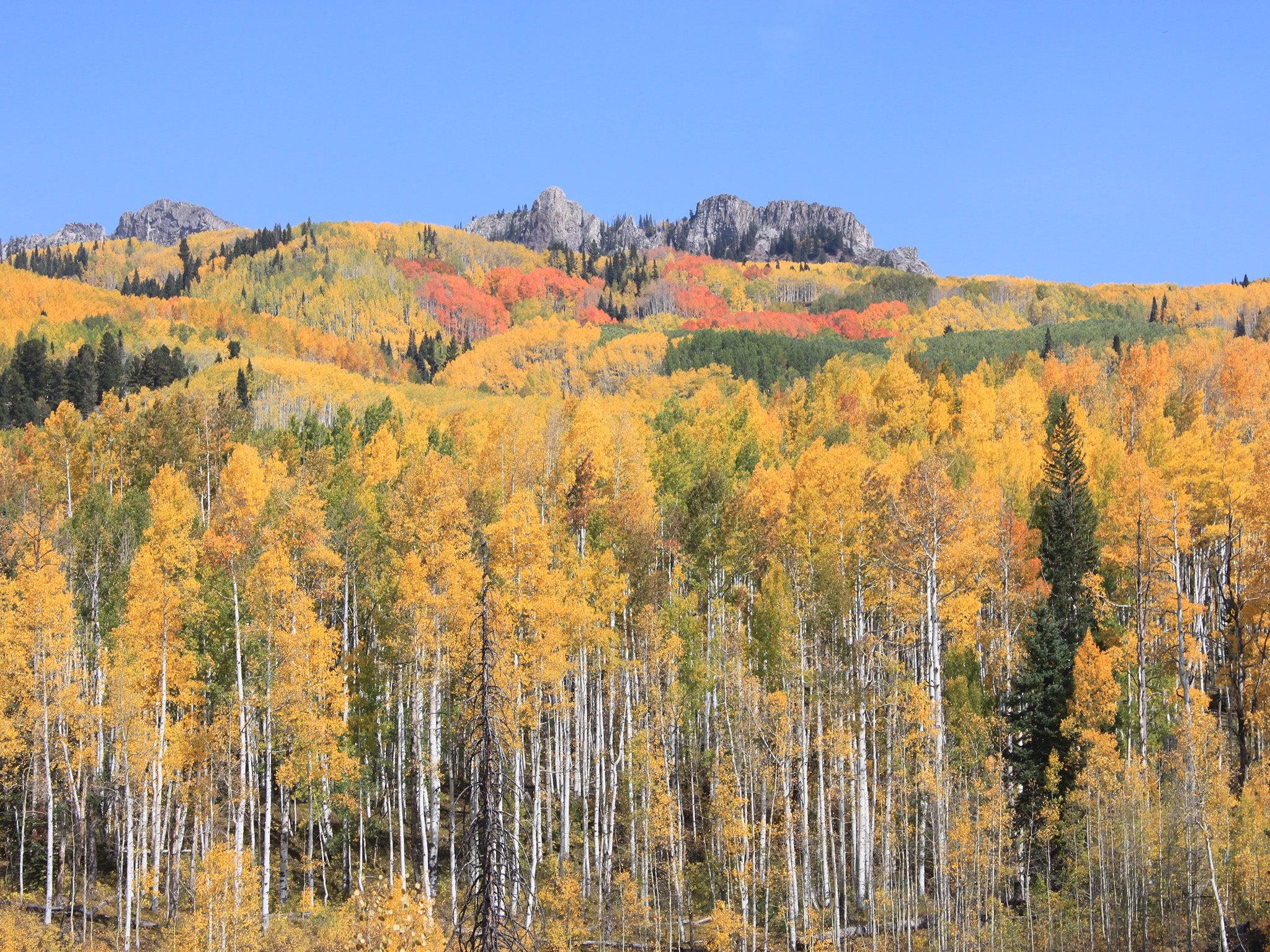 Climate change could eliminate aspen forests in the western