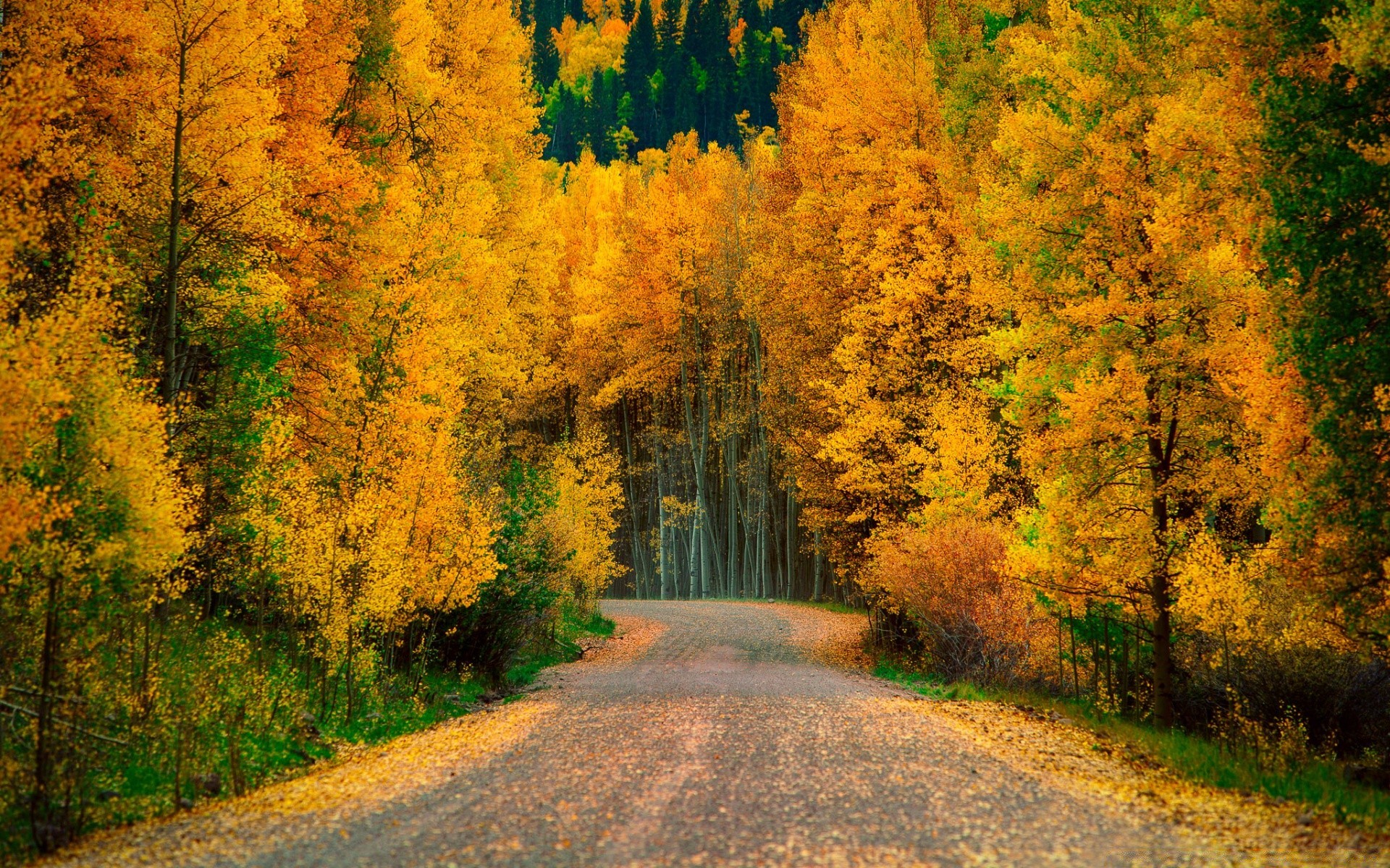 Aspen Trees in Fall