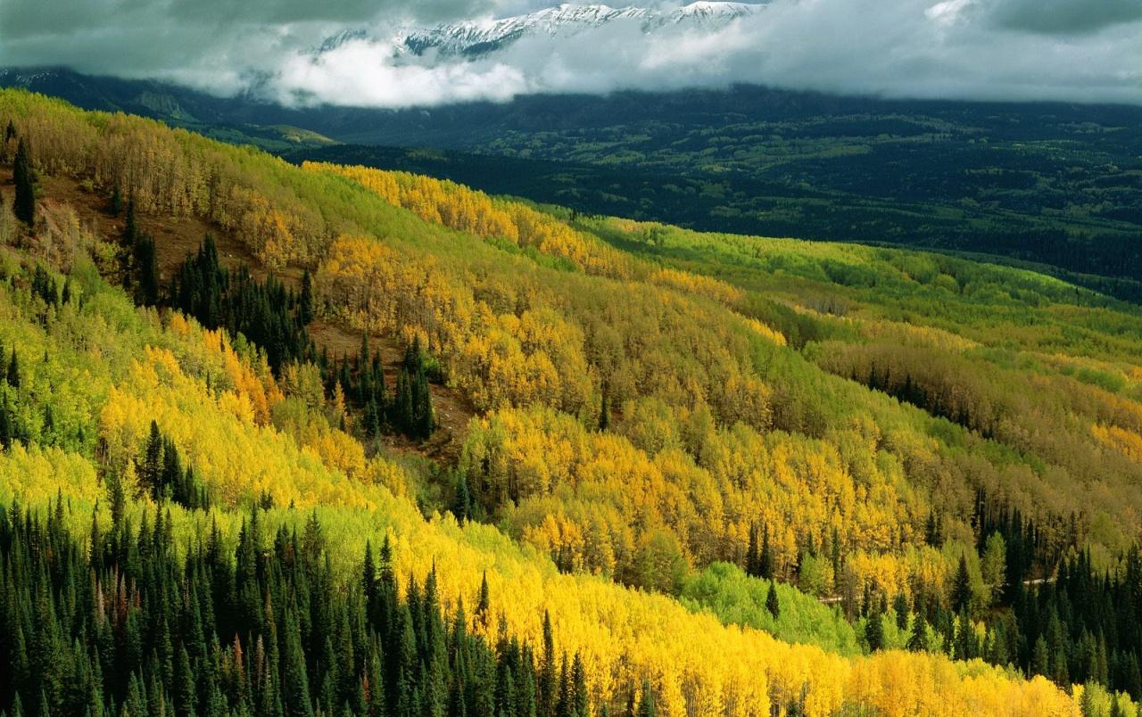 Yellow Forest wallpaper. Yellow Forest