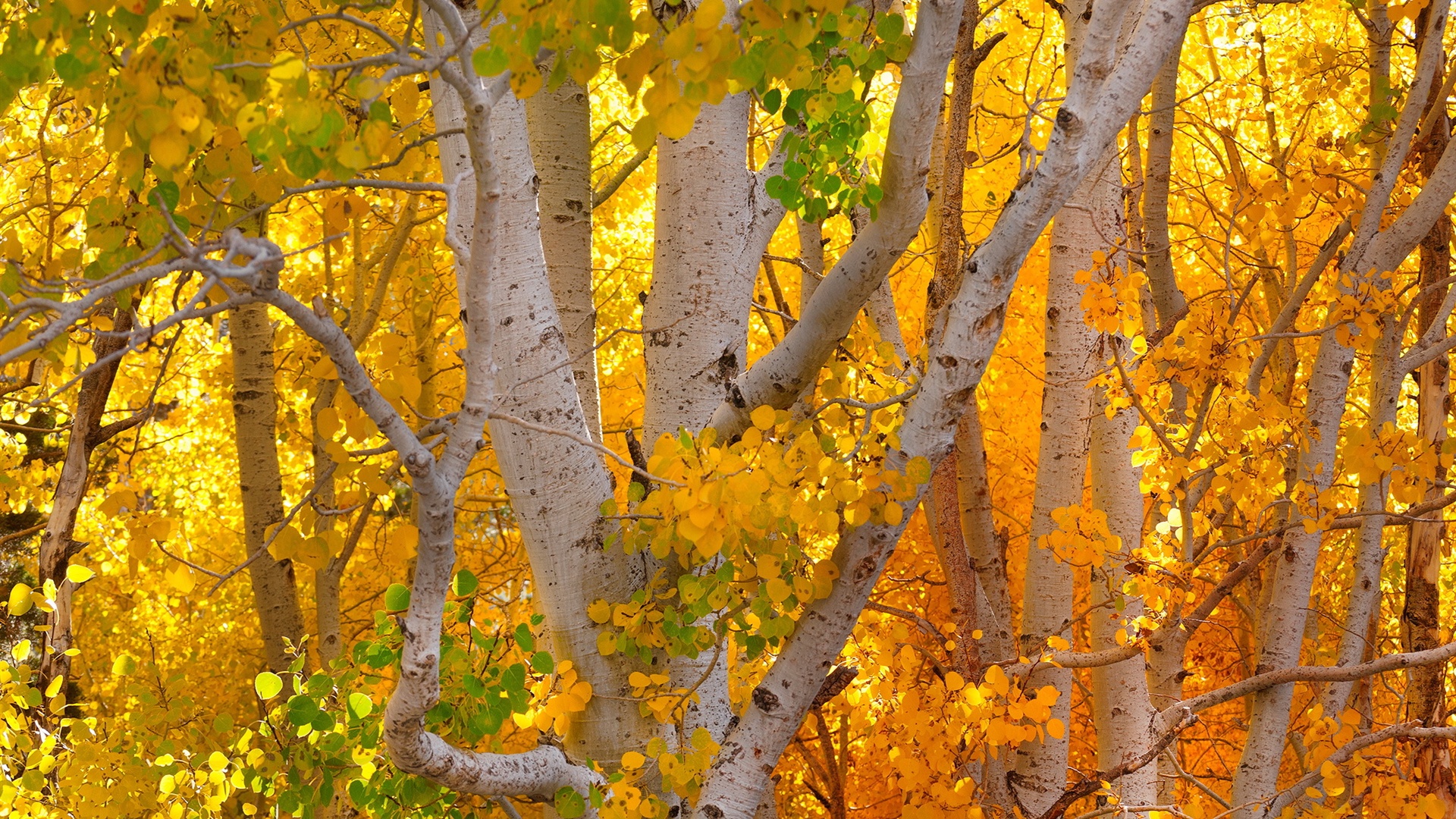 Wallpaper Birch forest, yellow leaves, autumn 1920x1200 HD