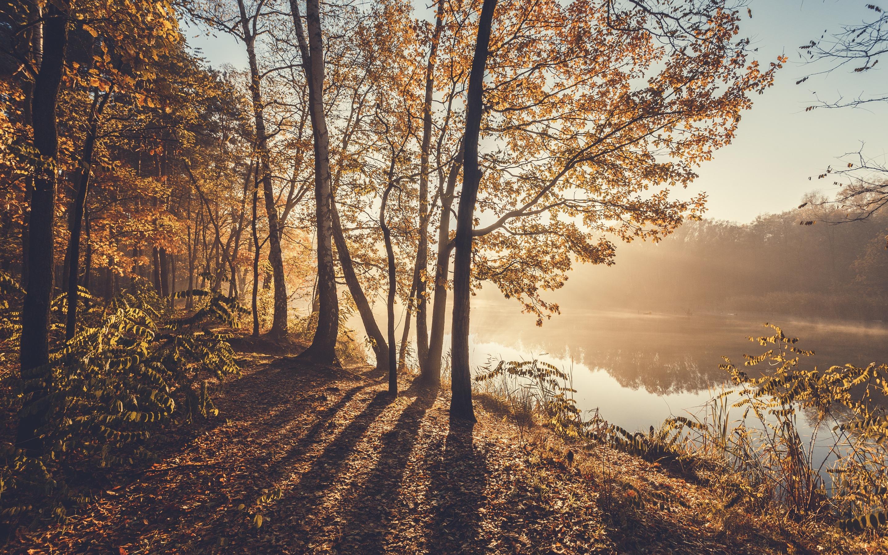 Download wallpaper autumn morning, river, fog, yellow trees