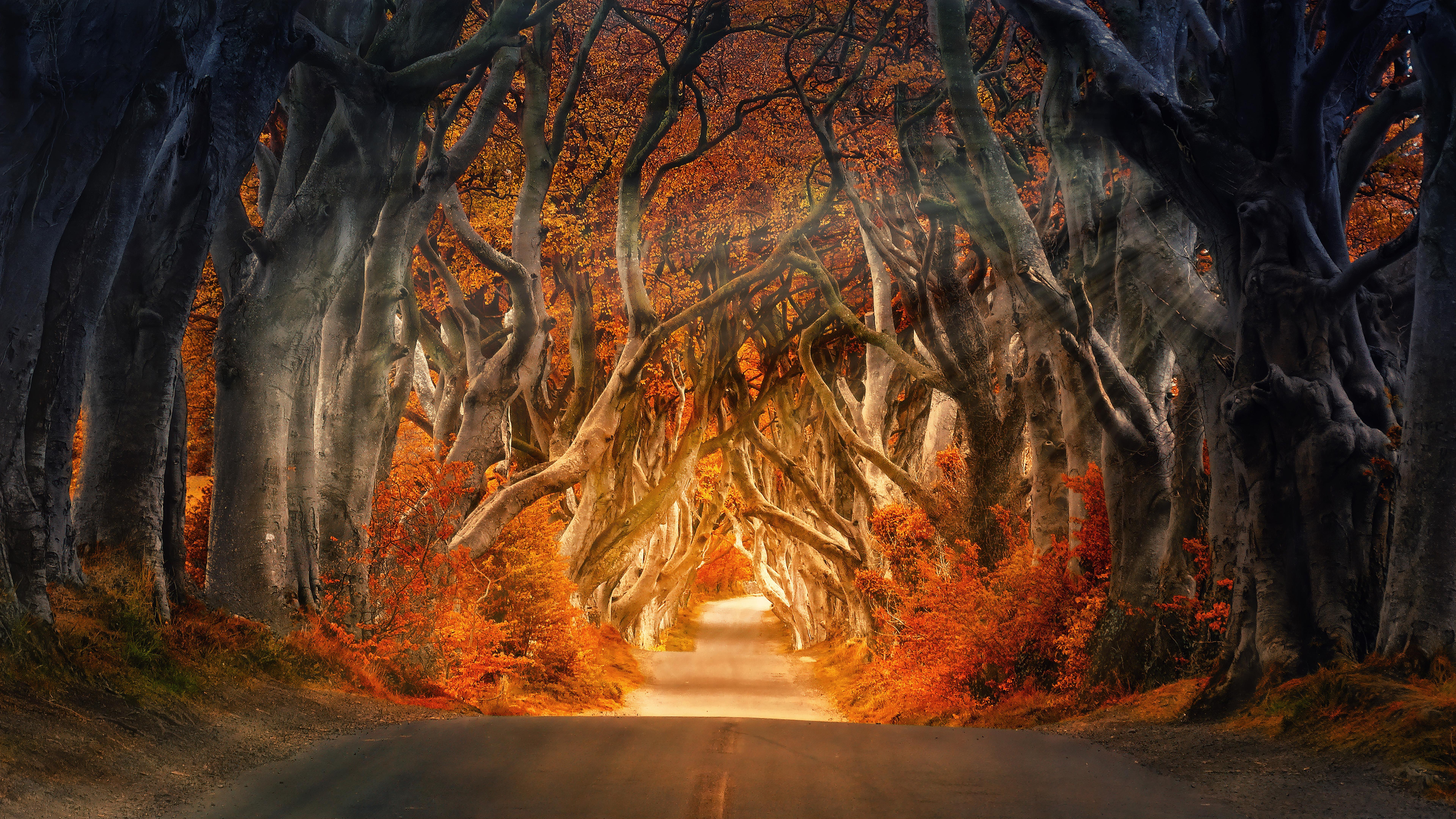 Autumn Forest Road 4K 8K Wallpaper