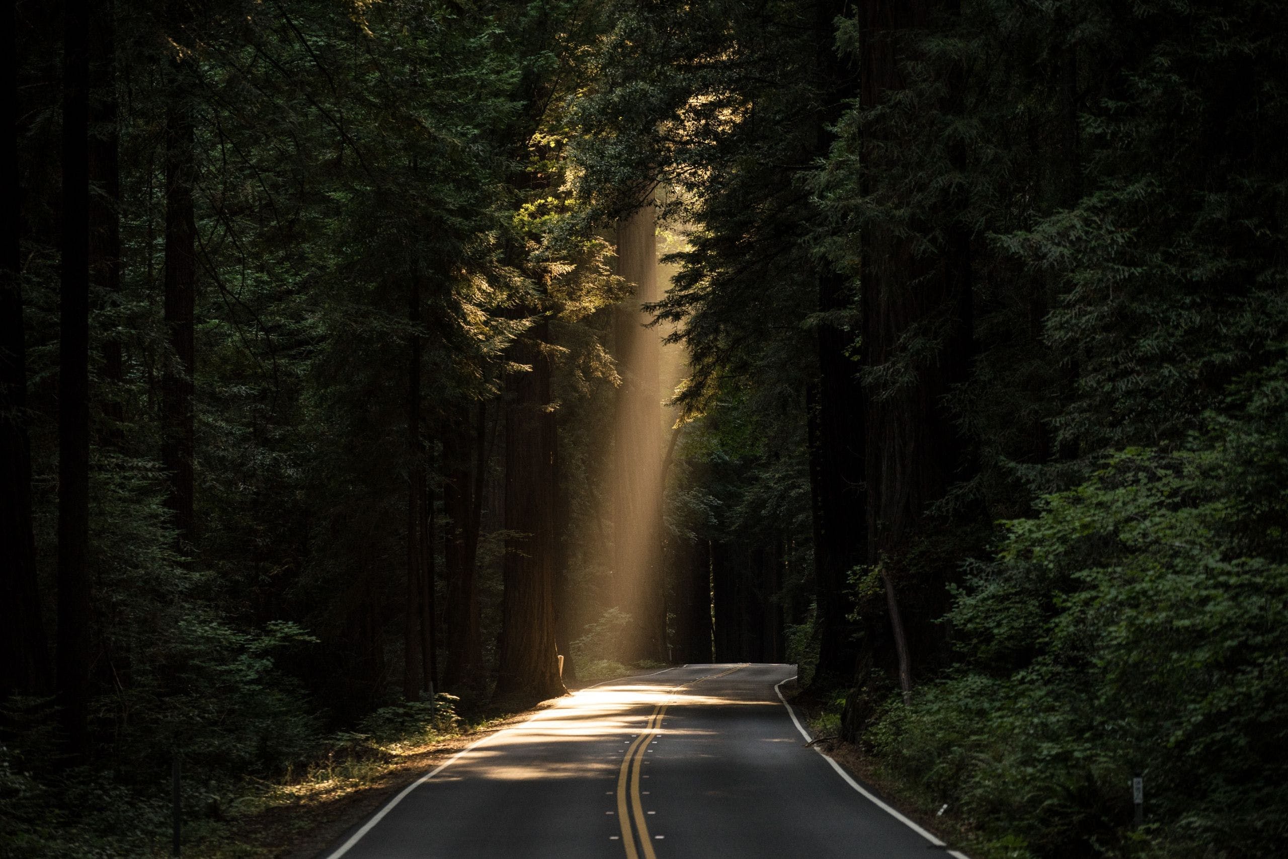 Download Forest Road Wallpaper