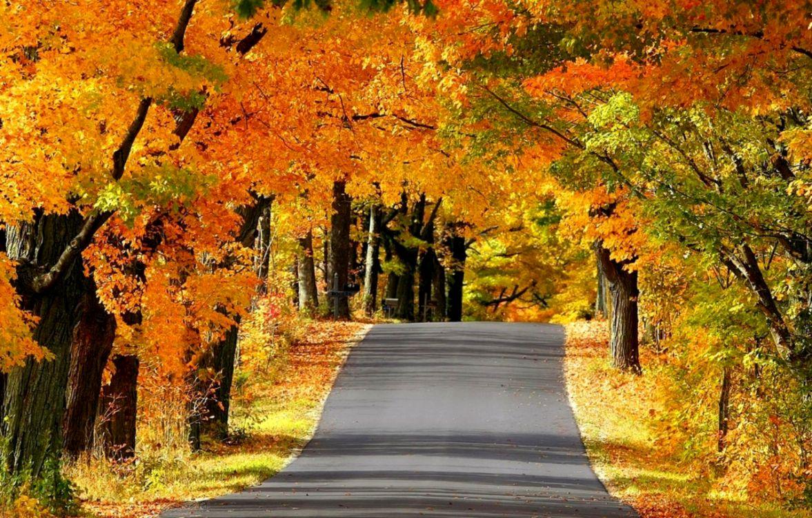 Autumn Road Full HD Wallpaper