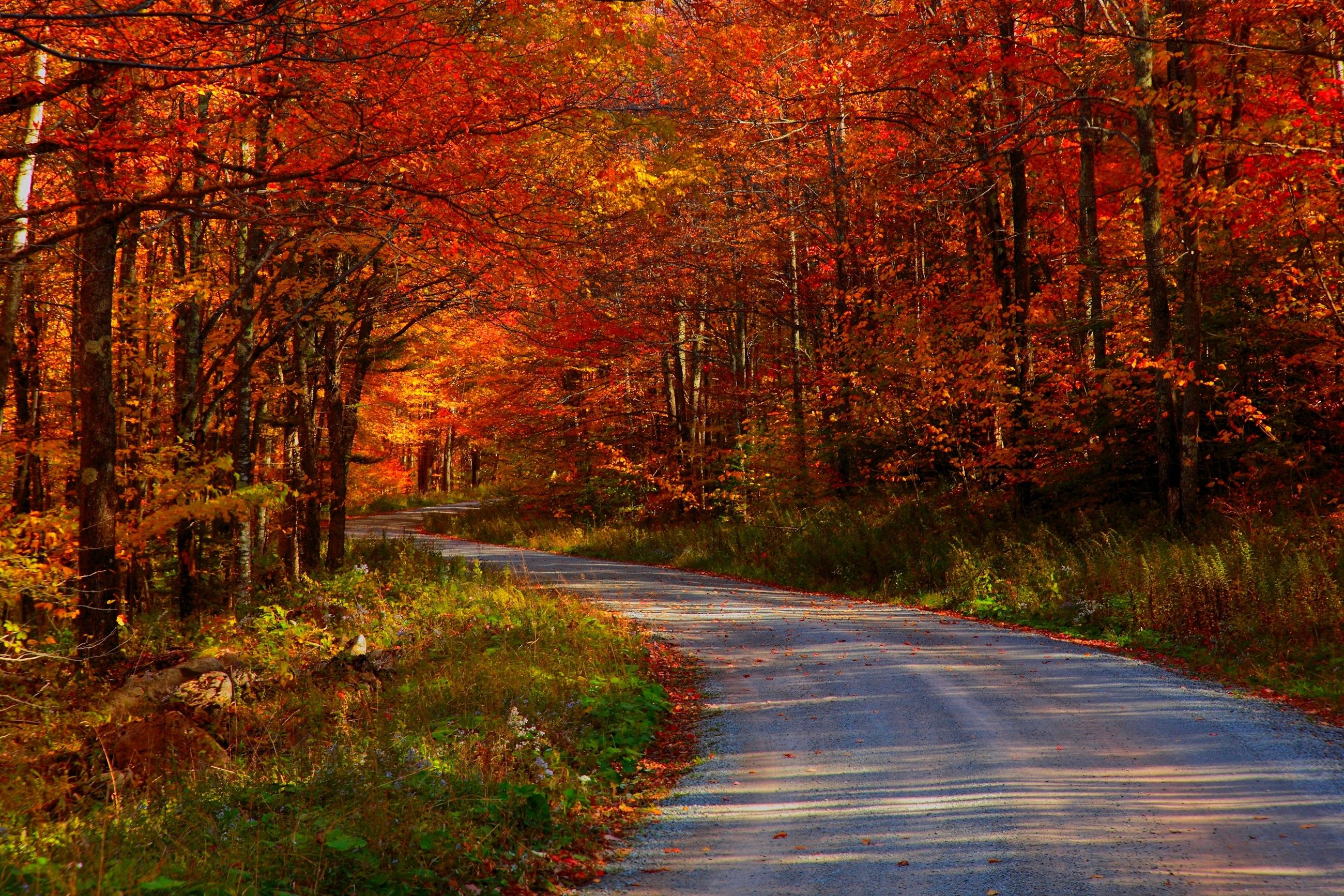 Travel Road Forest Autumn Wallpapers Wallpaper Cave
