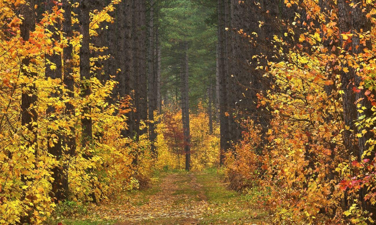 Download Nature Autumn Forest Road Trees Landscape 2k 4k