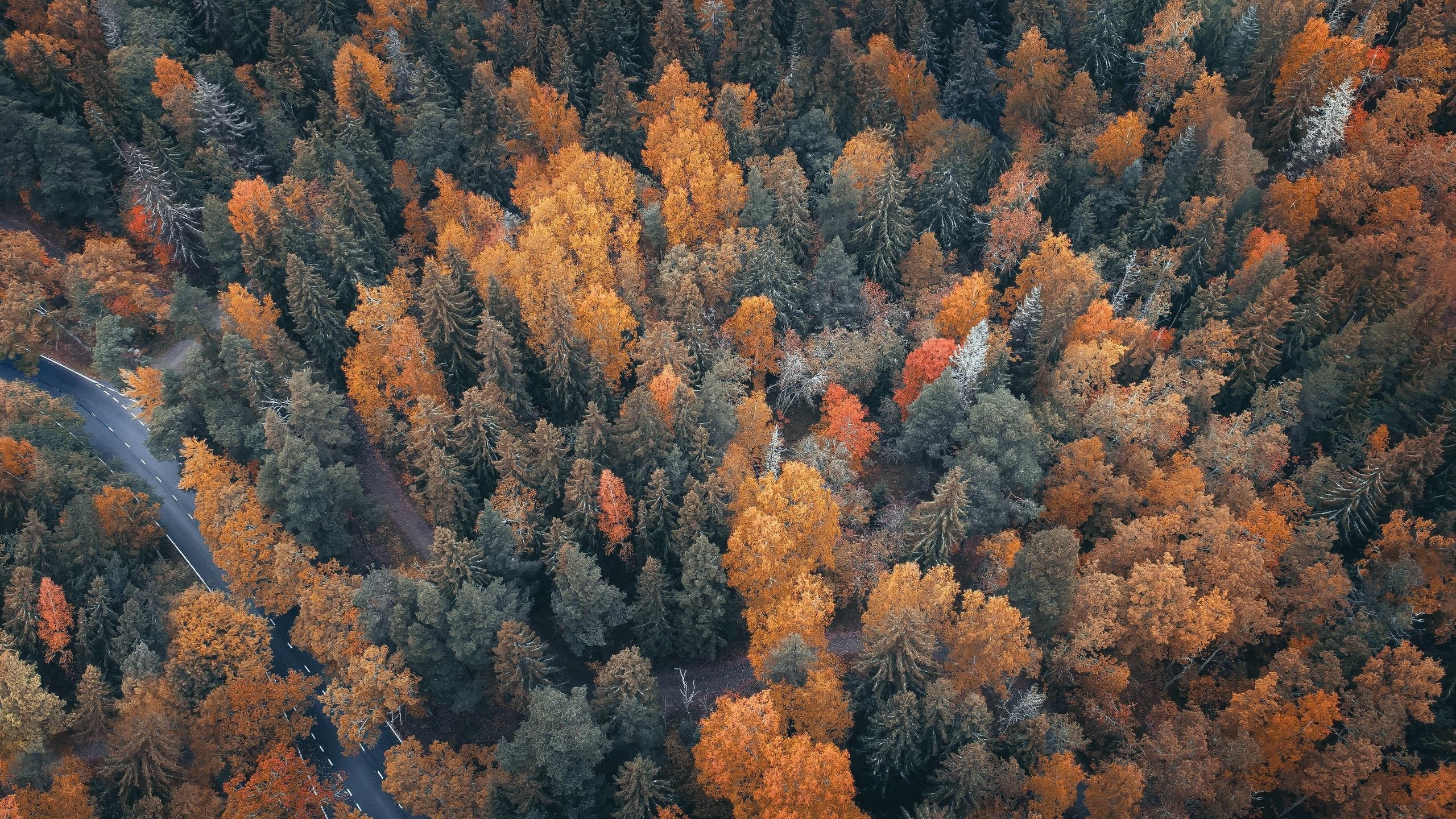 Wallpaper Forest top view, trees, road, autumn 2560x1440 QHD Picture, Image