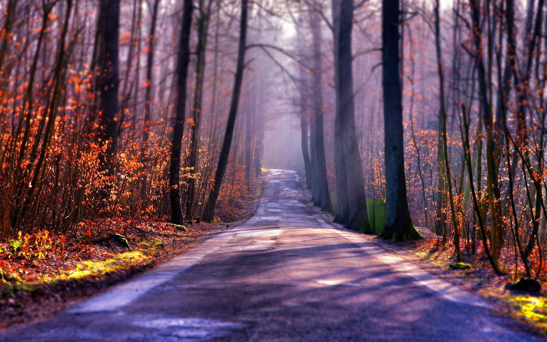 Autumn road, trees, fog, sun wallpaper. travel and world