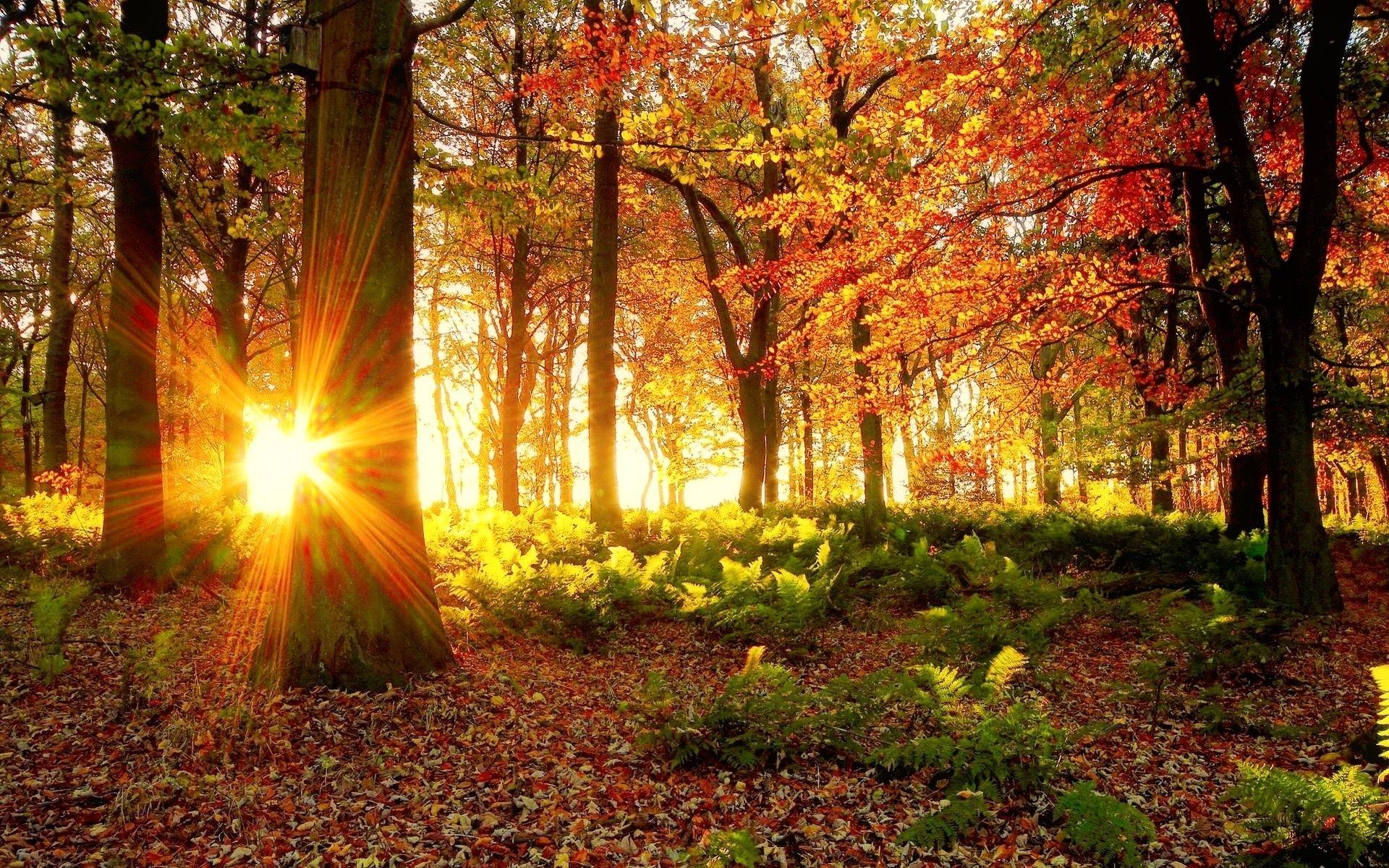 Autumn Morning Wallpapers - Wallpaper Cave