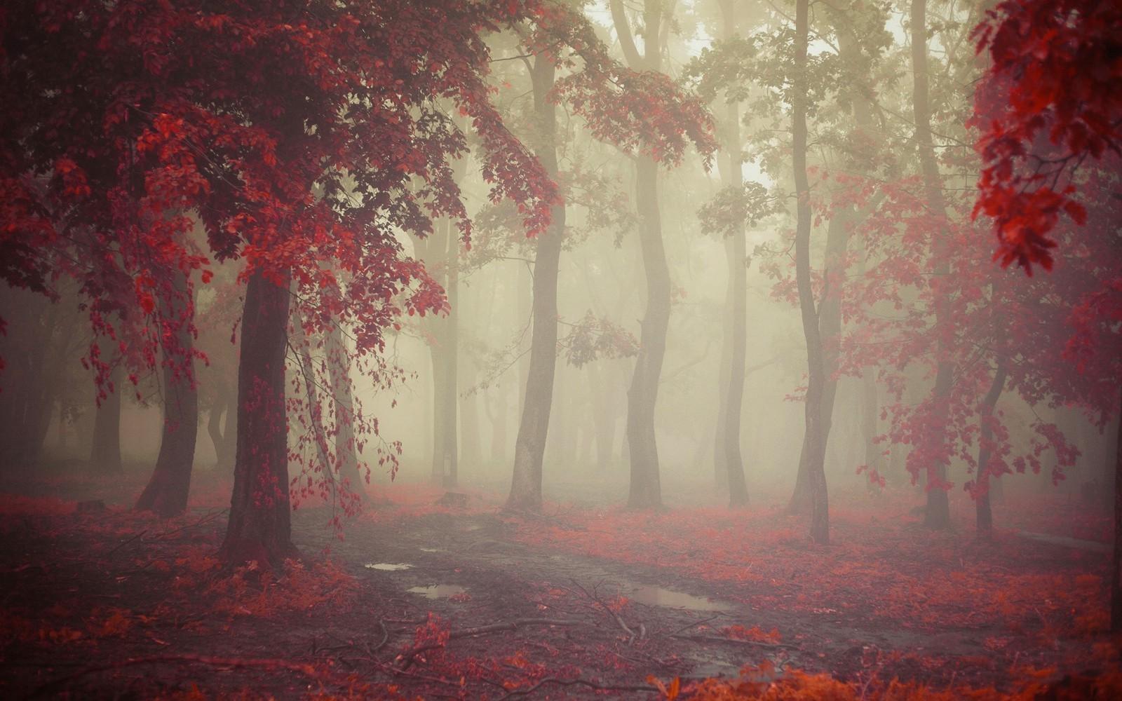 mist fall morning nature leaves red path trees rain