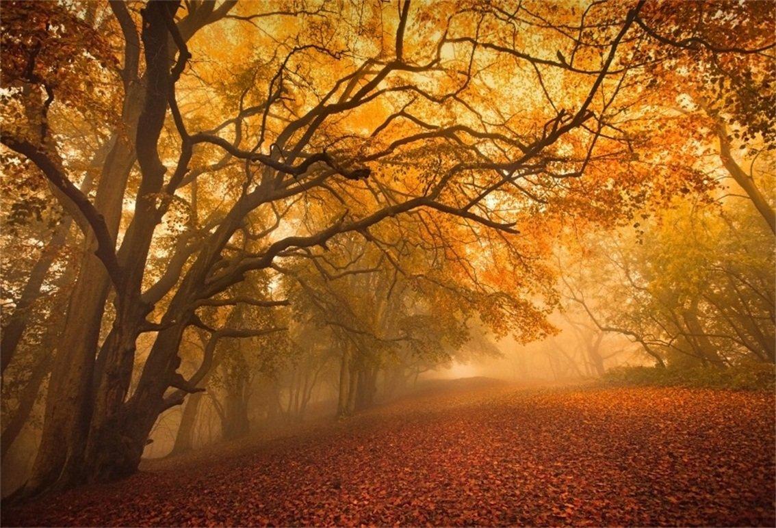 Travel Road Forest Autumn Wallpapers - Wallpaper Cave