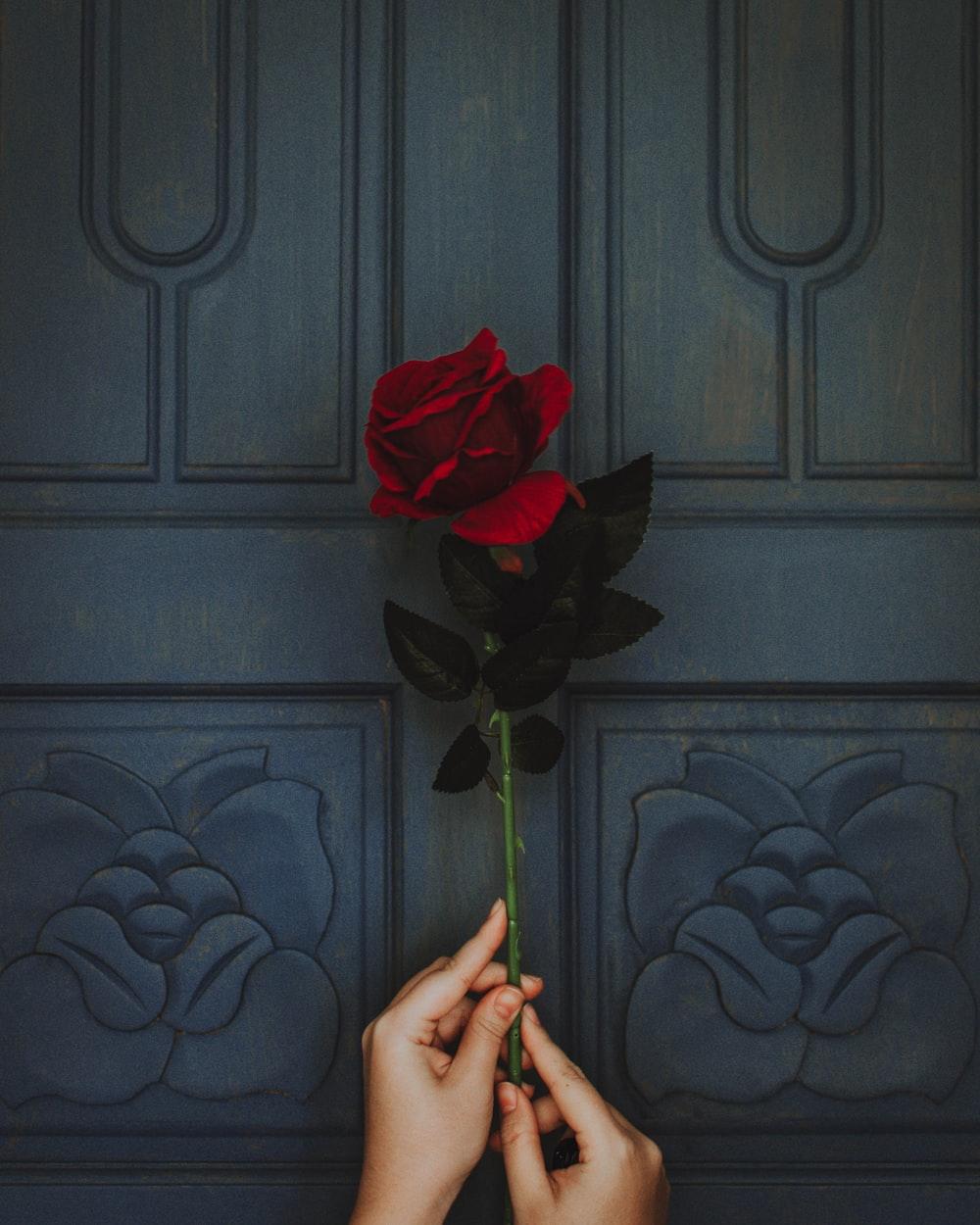 photo of person holding red rose flower photo
