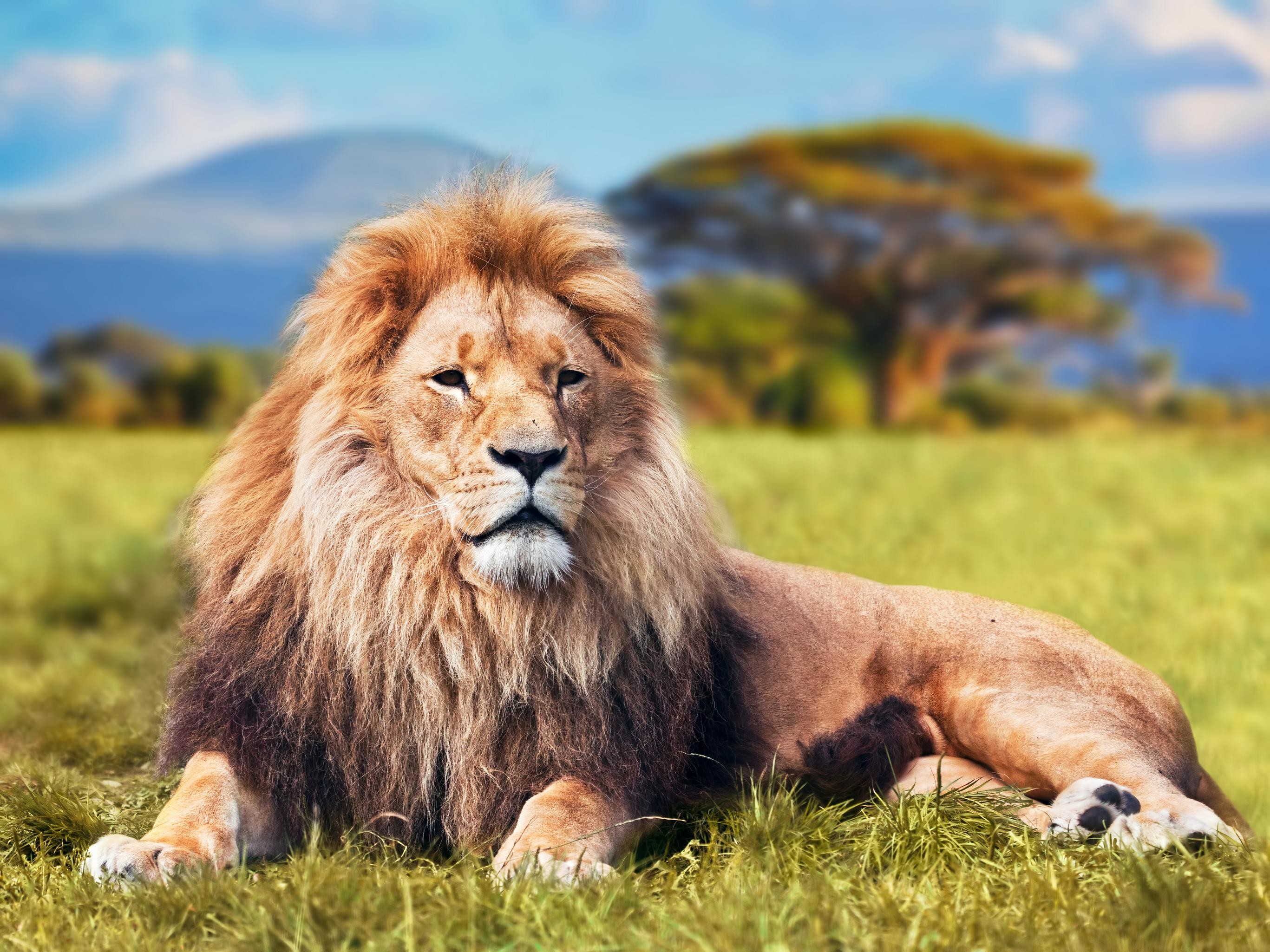 Magnificent Lion Wallpapers Wallpaper Cave Magnificent Lion Wallpapers Wallpaper Cave