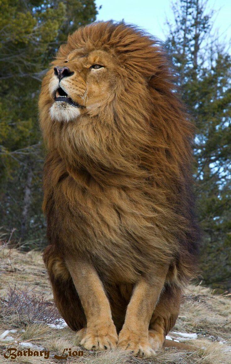 Hair Blowing Lion Wallpaper Wallpaper HD. Animals wild, Animals, Animals beautiful