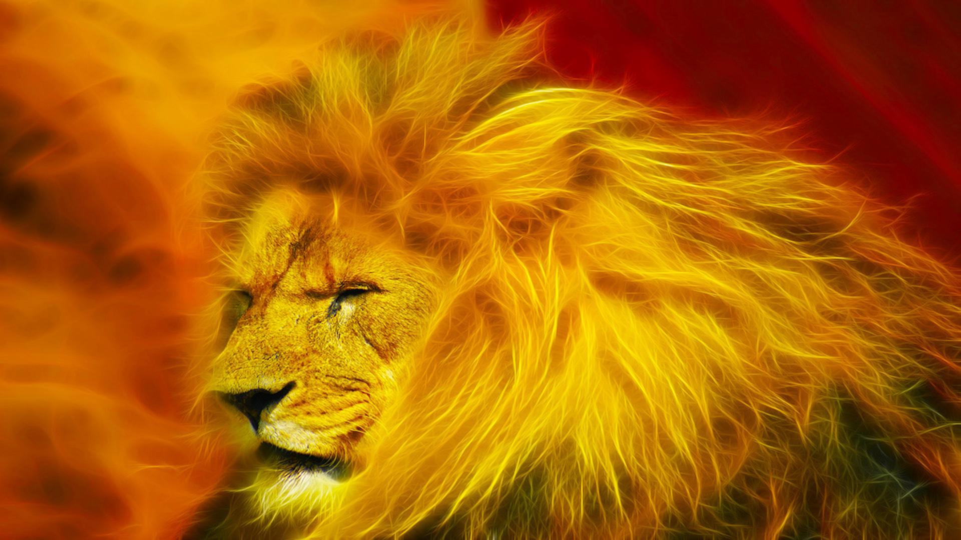 Beautiful Lion Wallpaper for Desktop Background 1920x1080