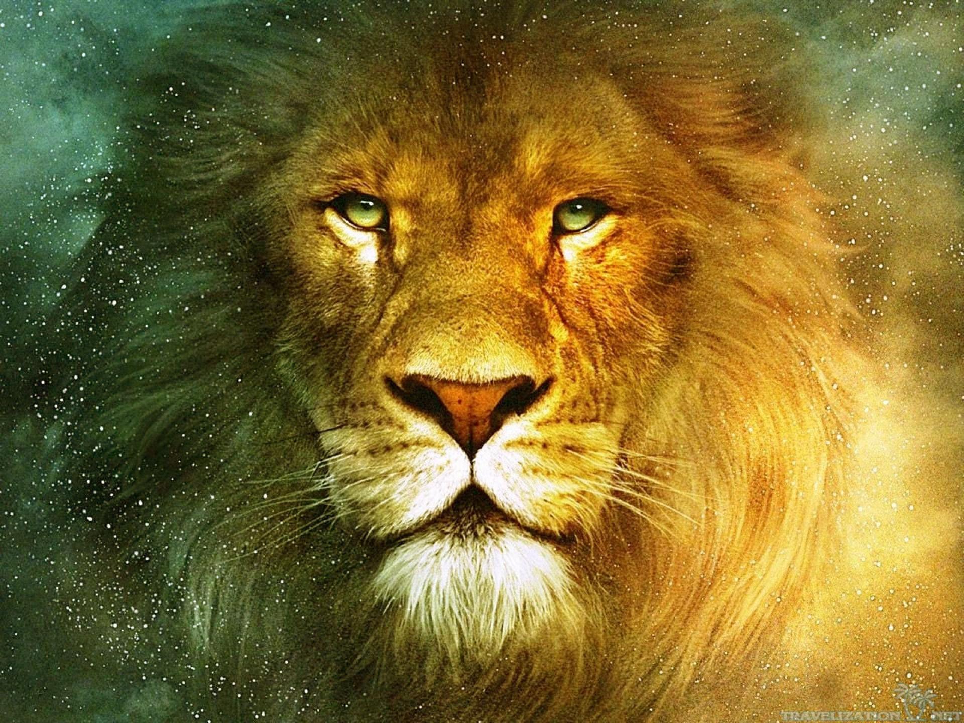 Truly Beautiful Lion Wallpaper