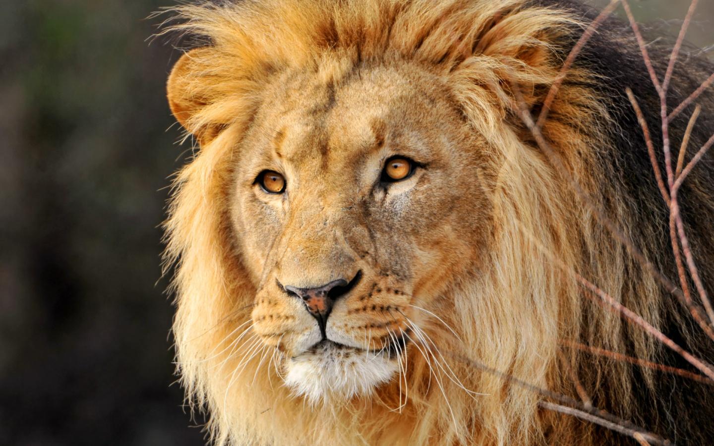 Beautiful Lion HD Wallpaper