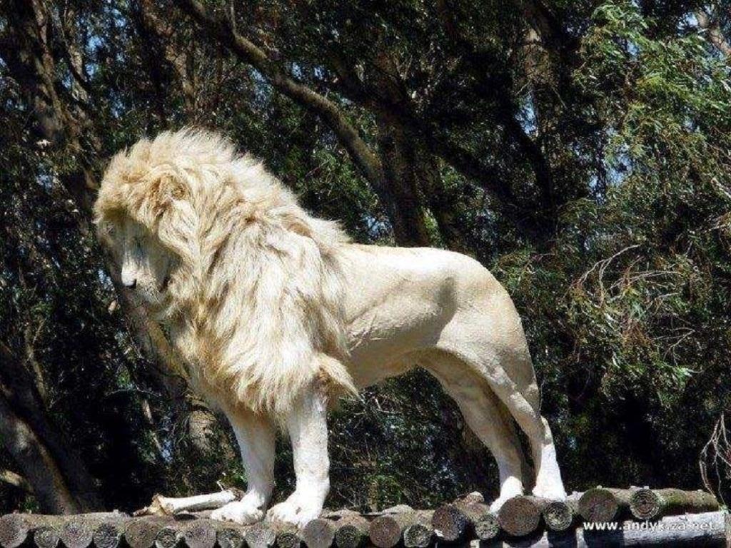 Lion Wallpaper HD Picture
