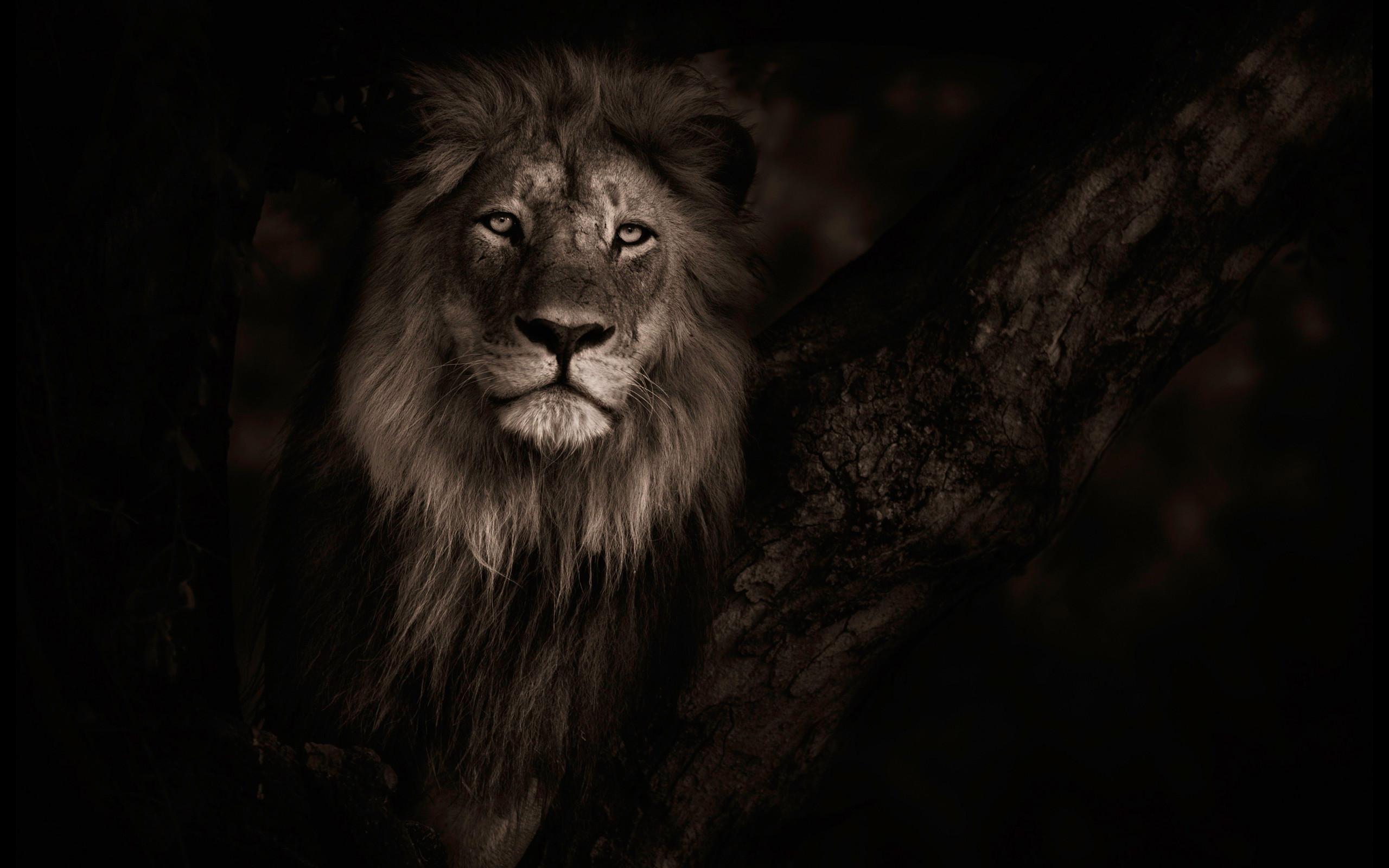 Roaring Lion Wallpaper