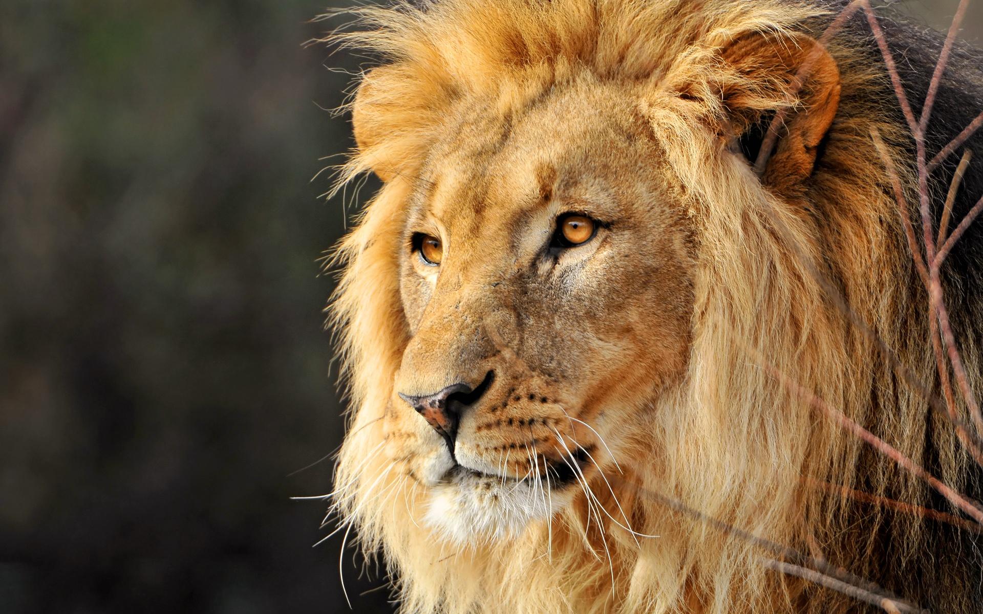 beautiful male lion wallpaper