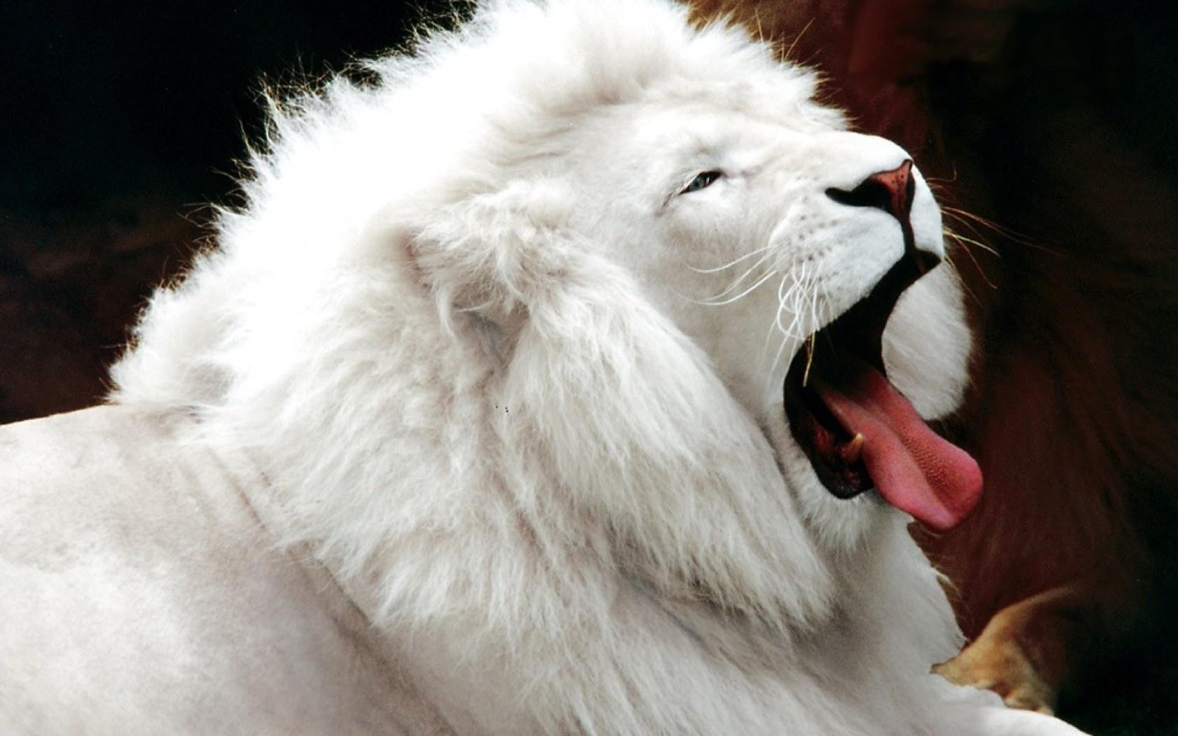 Best Jungle Life: Beautiful White Lion Wallpaper And Picture
