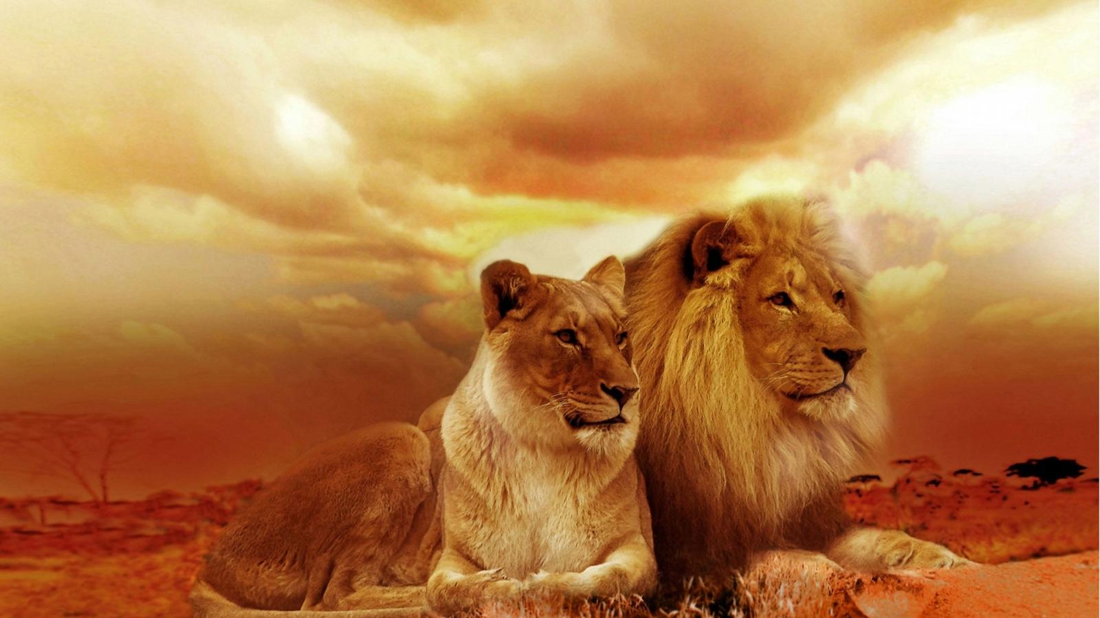 Beautiful Lion HD Wallpaper Picture Pc. HD Wallpaper