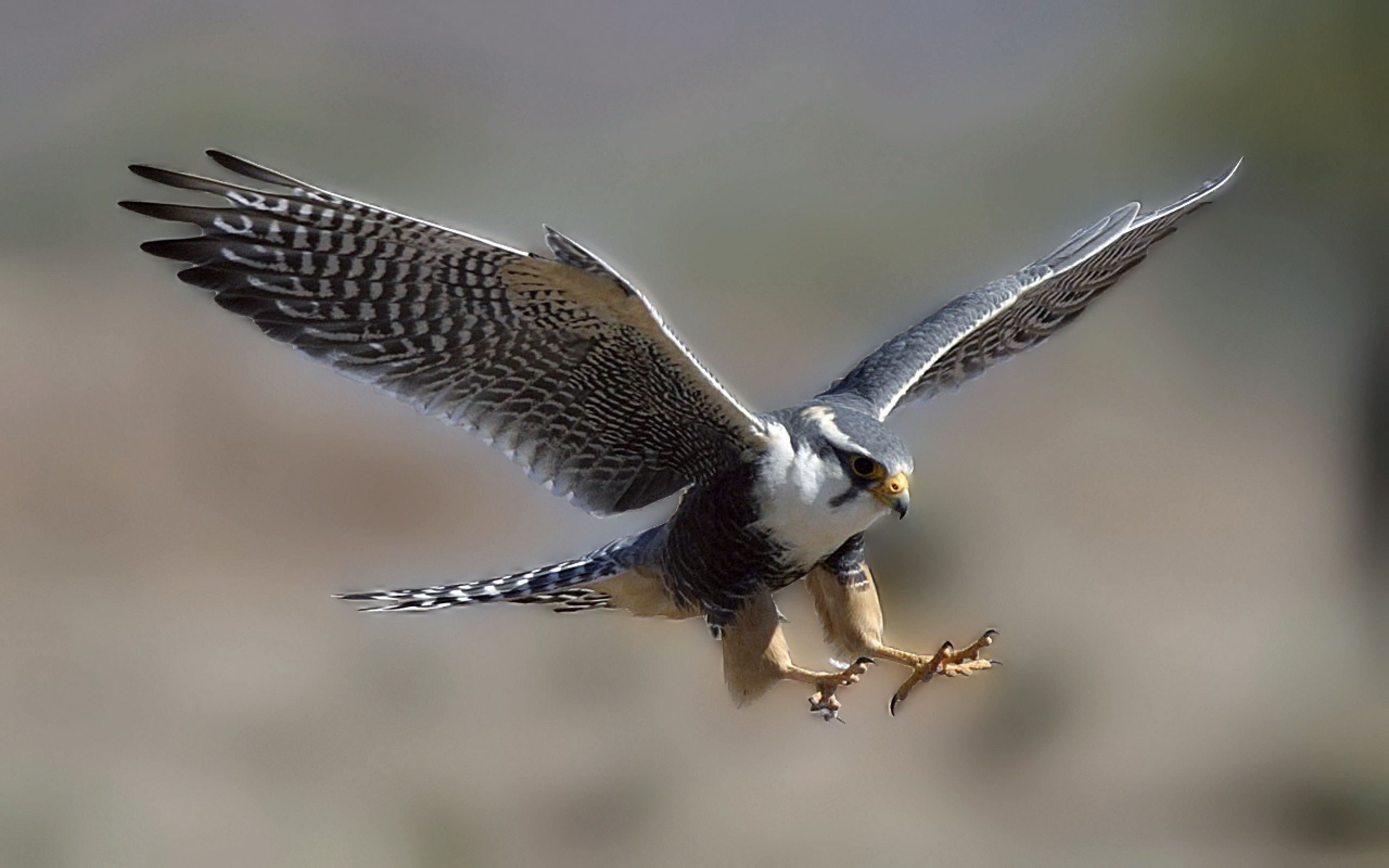 Falcon Picture, Download picture of a grey falcon wallpaper