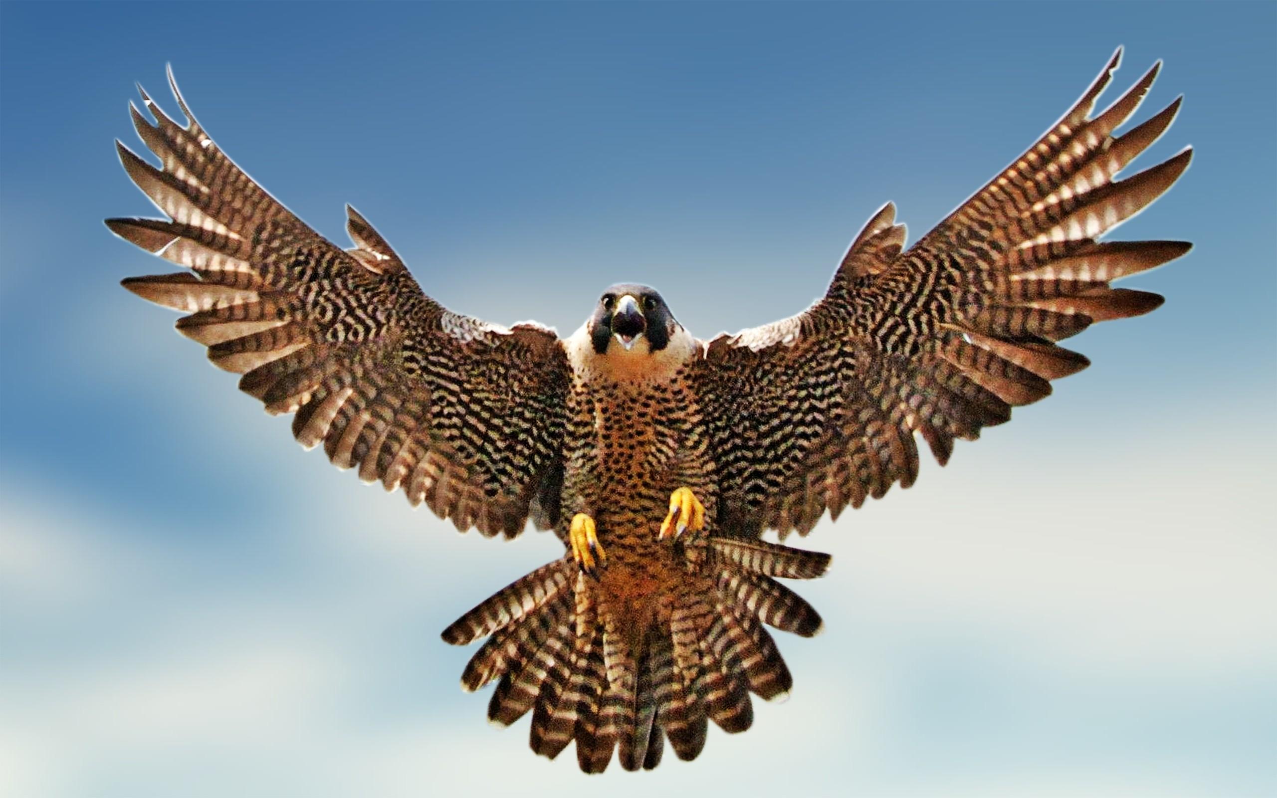 Falcon Wallpaper HD
