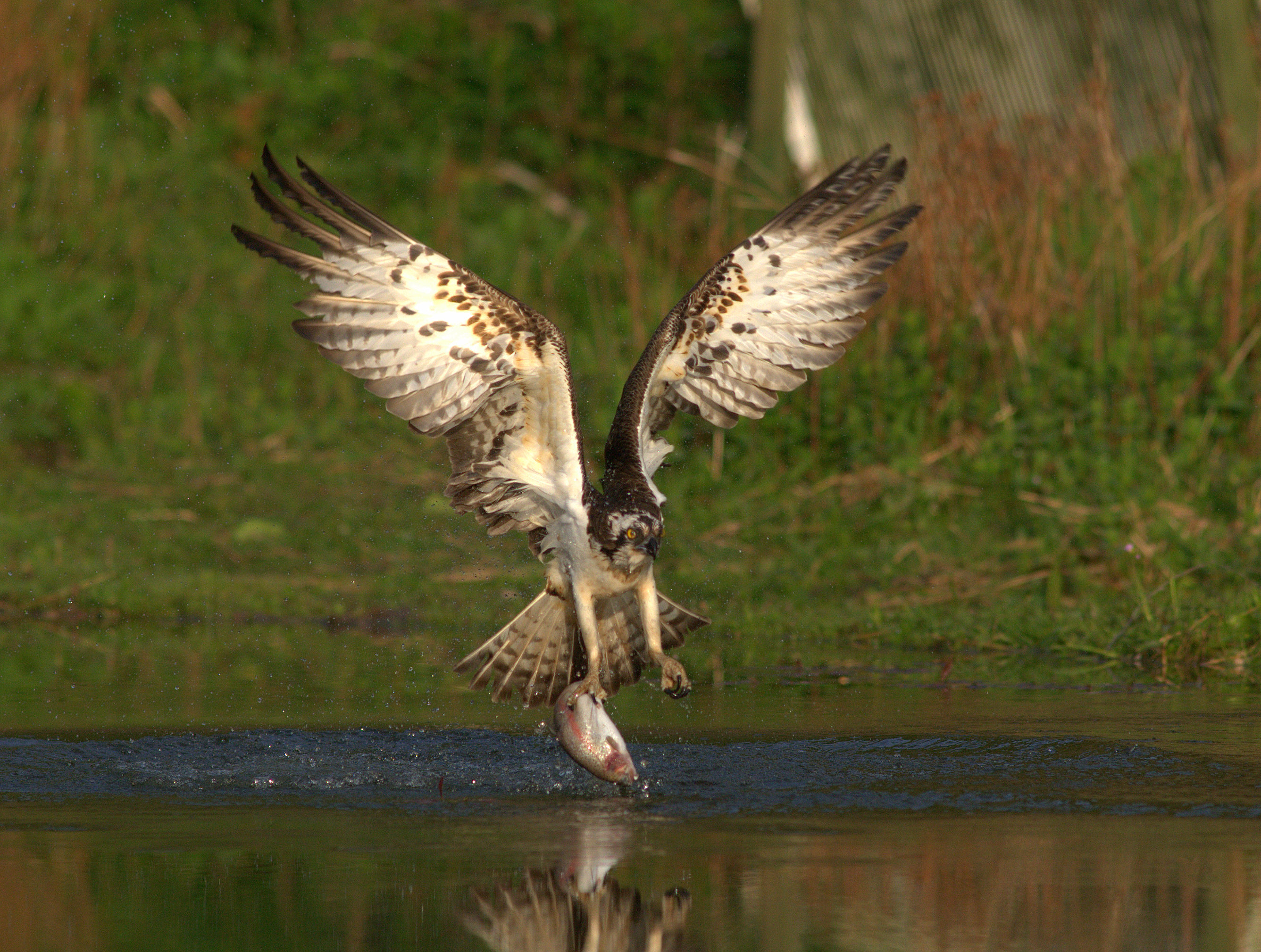 Falcon Wallpaper High Quality