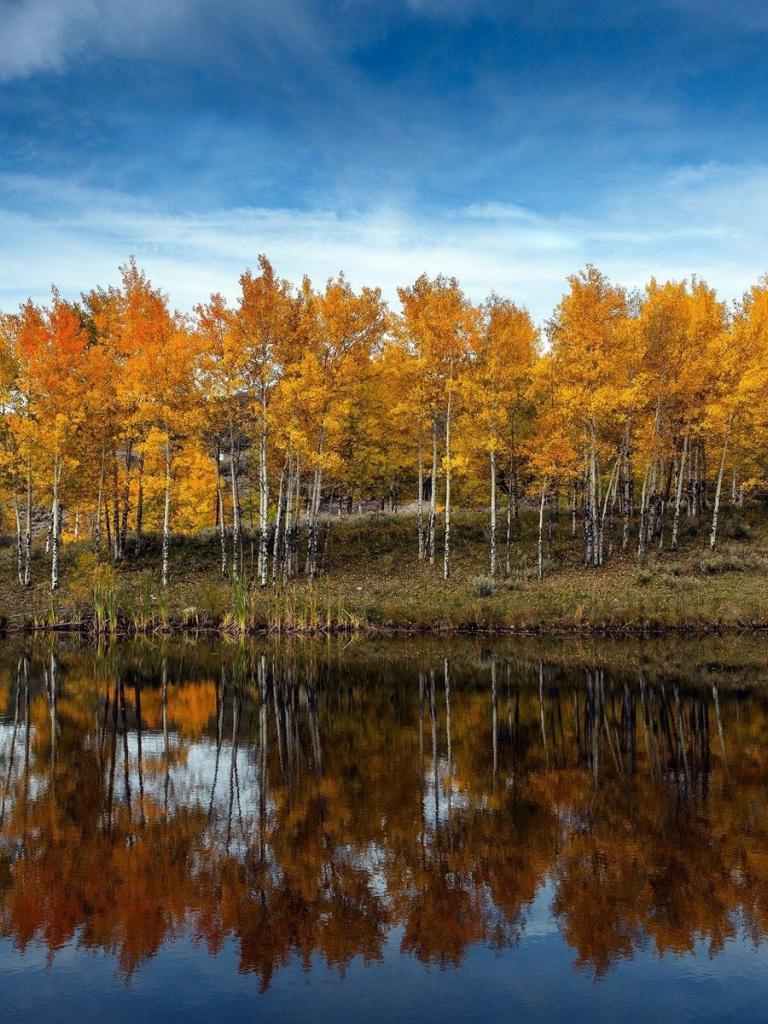 Golden Autumn Forest Reflect iPad mini wallpaper