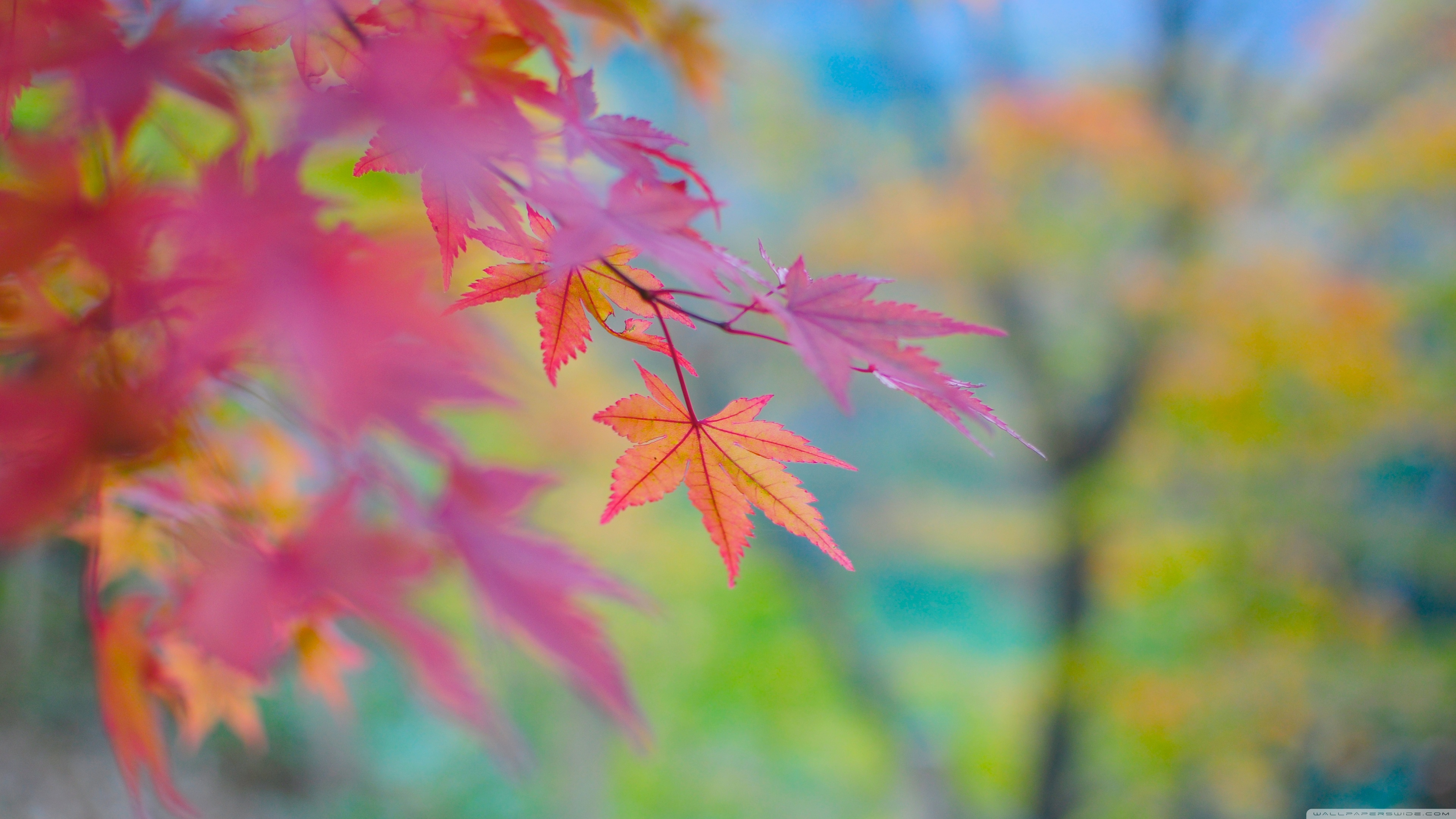 Autumn Colors In Japan Ultra HD Desktop Background Wallpaper for 4K UHD TV, Multi Display, Dual Monitor, Tablet
